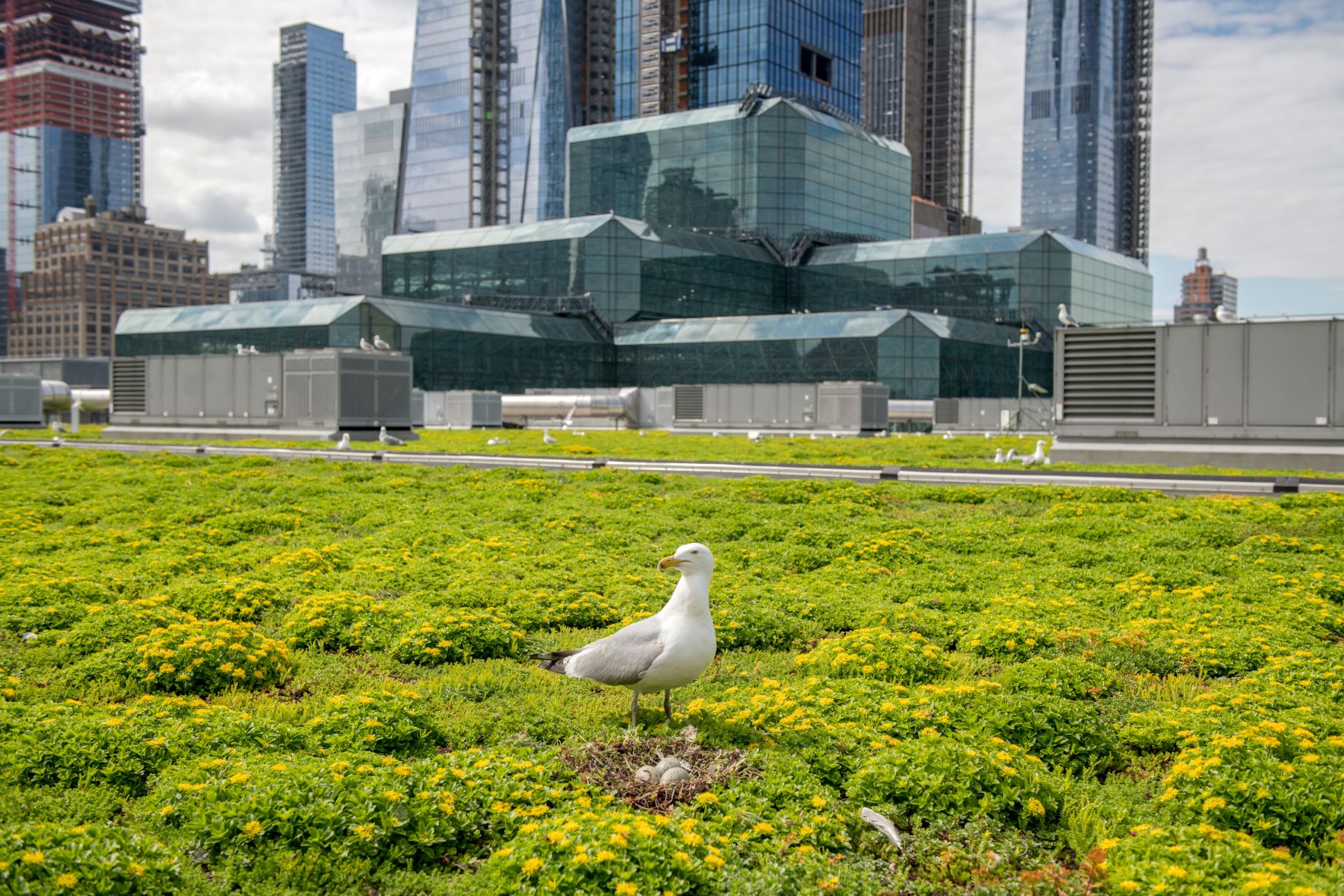 The Javits Center Leading from the Rooftops NYC Audubon