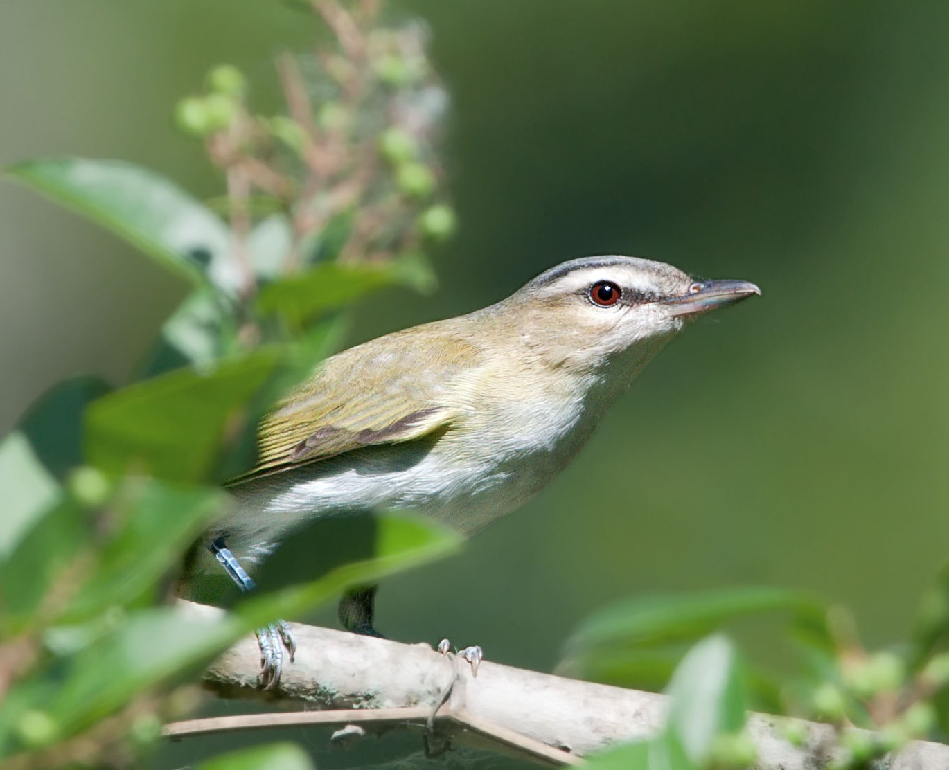 The call-and-answer song of the Red-eyed Vireo may be heard all summer long from the tree tops of Forest Park. Photo: Kelly Colgan Azar/CC BY-ND 2.0