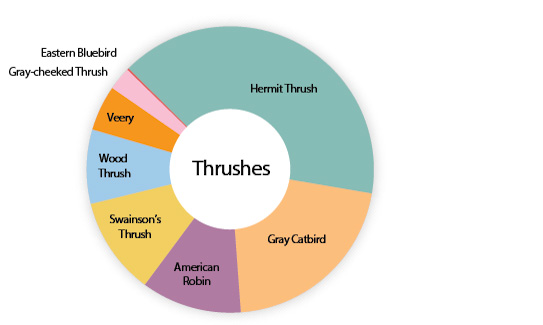 Thrush collision victims in New York City since 1997, by species. Graphic: NYC Audubon