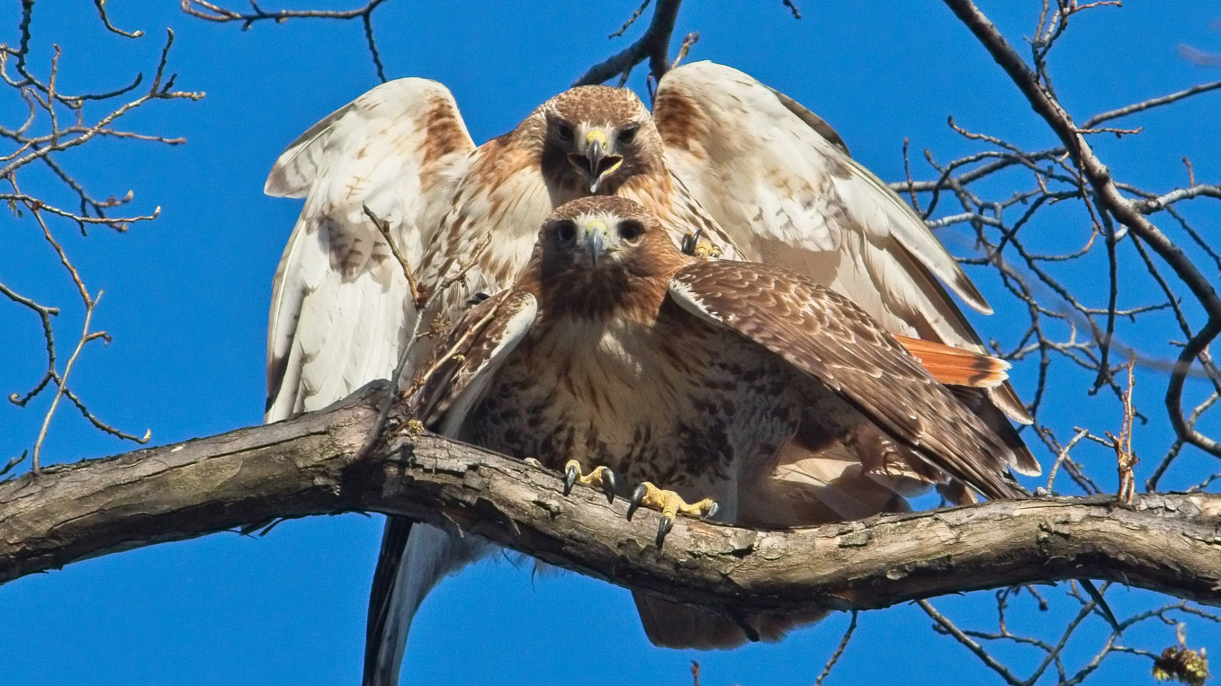Red-tailed Hawks in Tree at Tompkins Square Park. Photo: <a href=\"http://www.gogginphotography.com/\" target=\"_blank\">Laura Goggin</a>