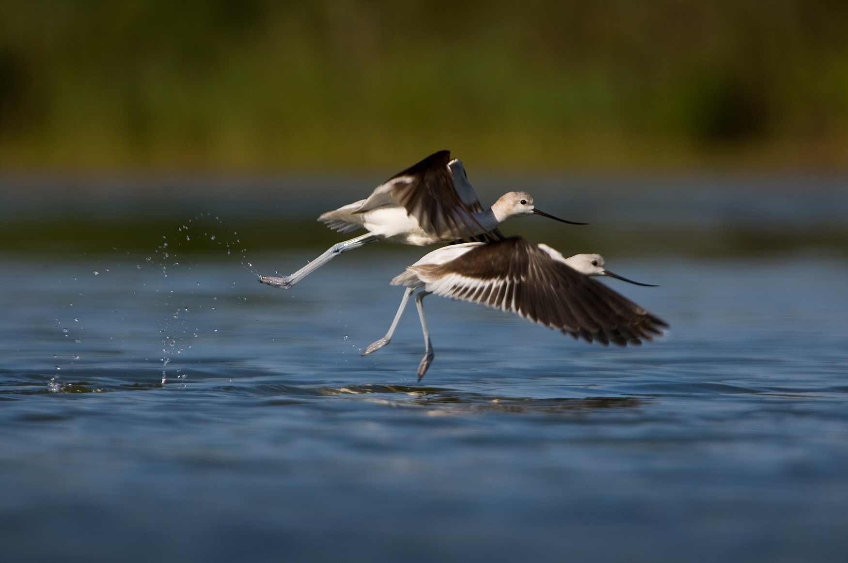 American Avocets stop by in Jamaica Bay. Photo: François Portmann