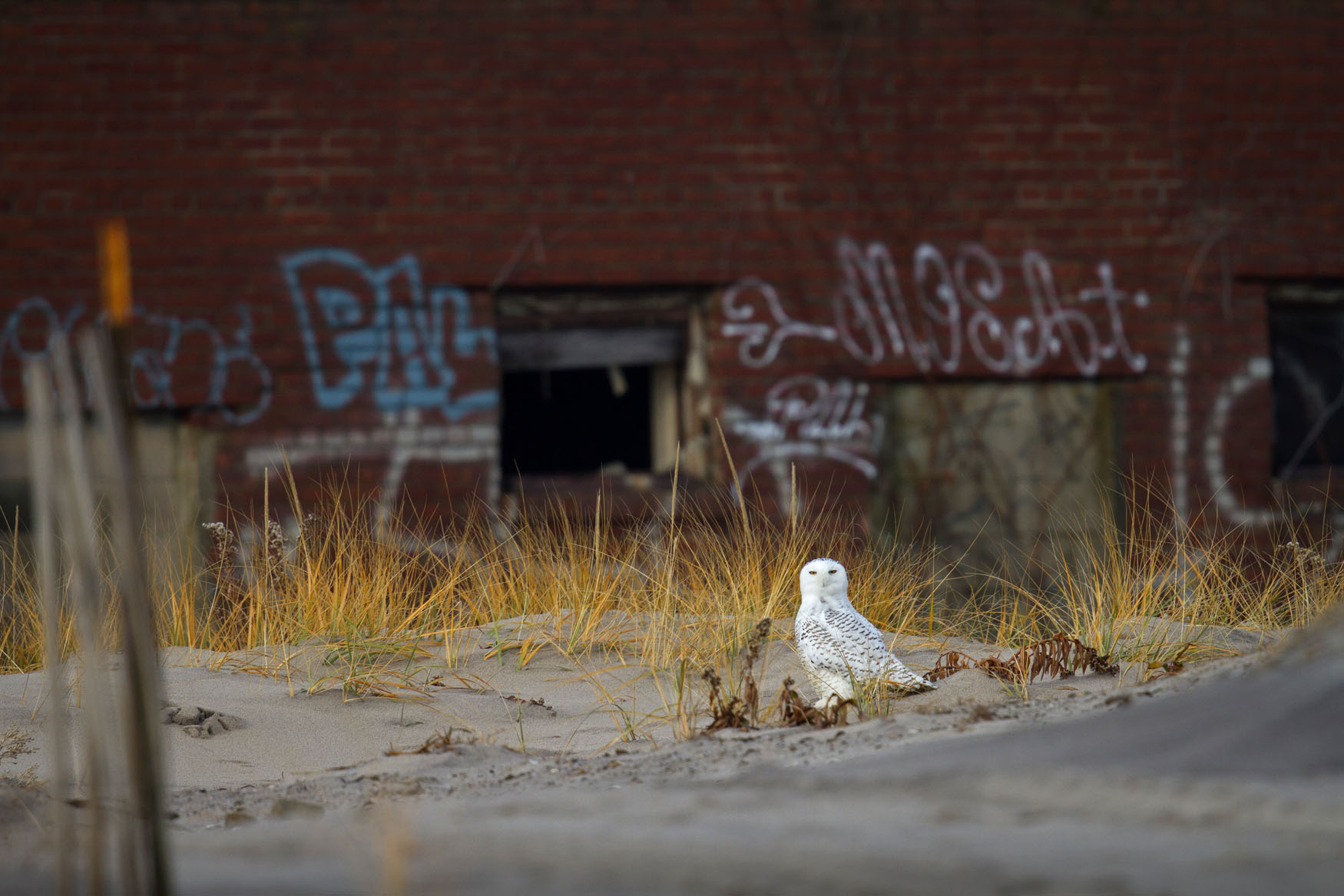 Fort Tilden is one of the best spots in the City to find winter visitors like Snow Buntings and Snowy Owls. Photo: François Portmann