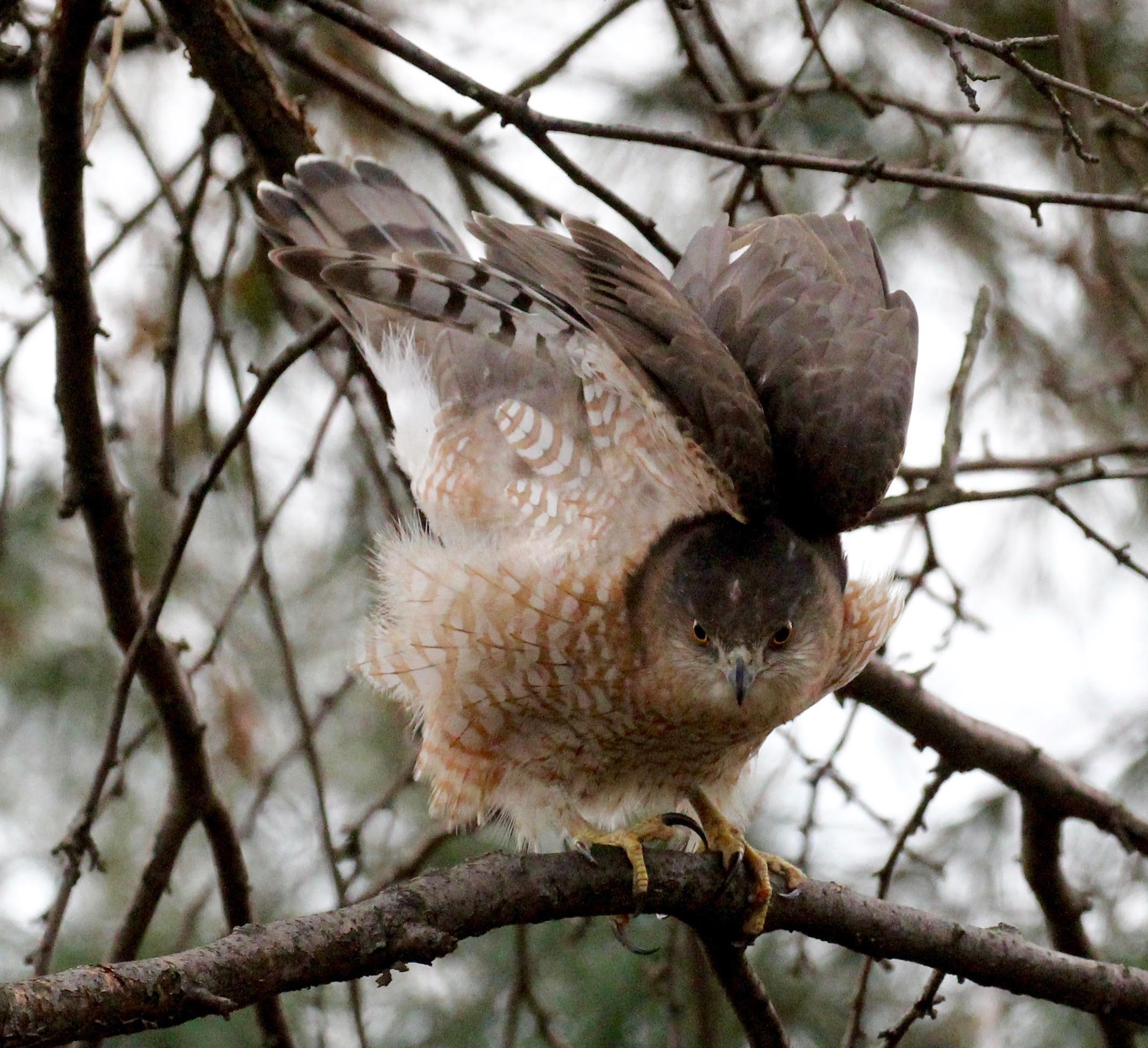A Cooper’s Hawk in Fort Tryon Park.” Photo: Paula Waldron