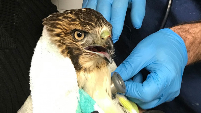 Red-tailed Hawk treated for rodenticide poisoning at the Wild Bird Fund. Photo: The Wild Bird Fund