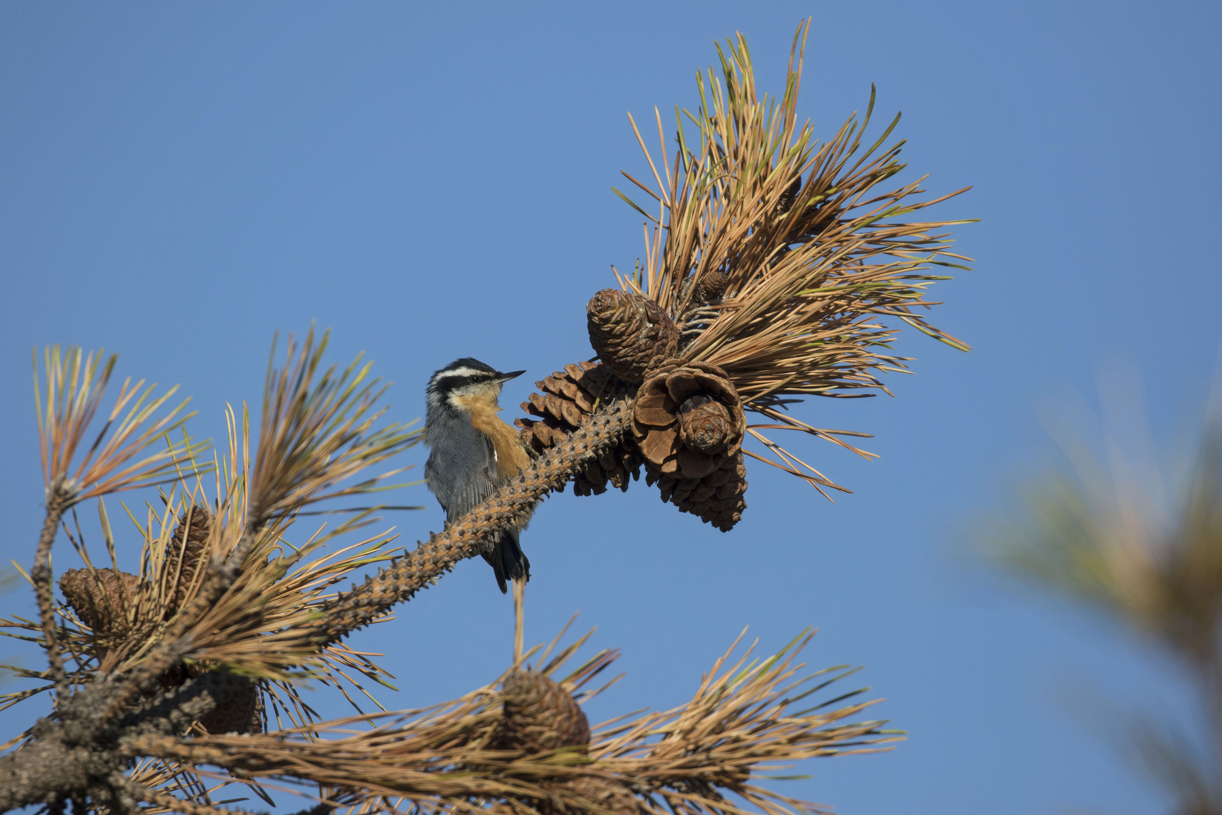 The pines of Jacob Riis Park and Fort Tilden are a favorite spot of Red-breasted Nuthatches in fall and winter. Photo: François Portmann