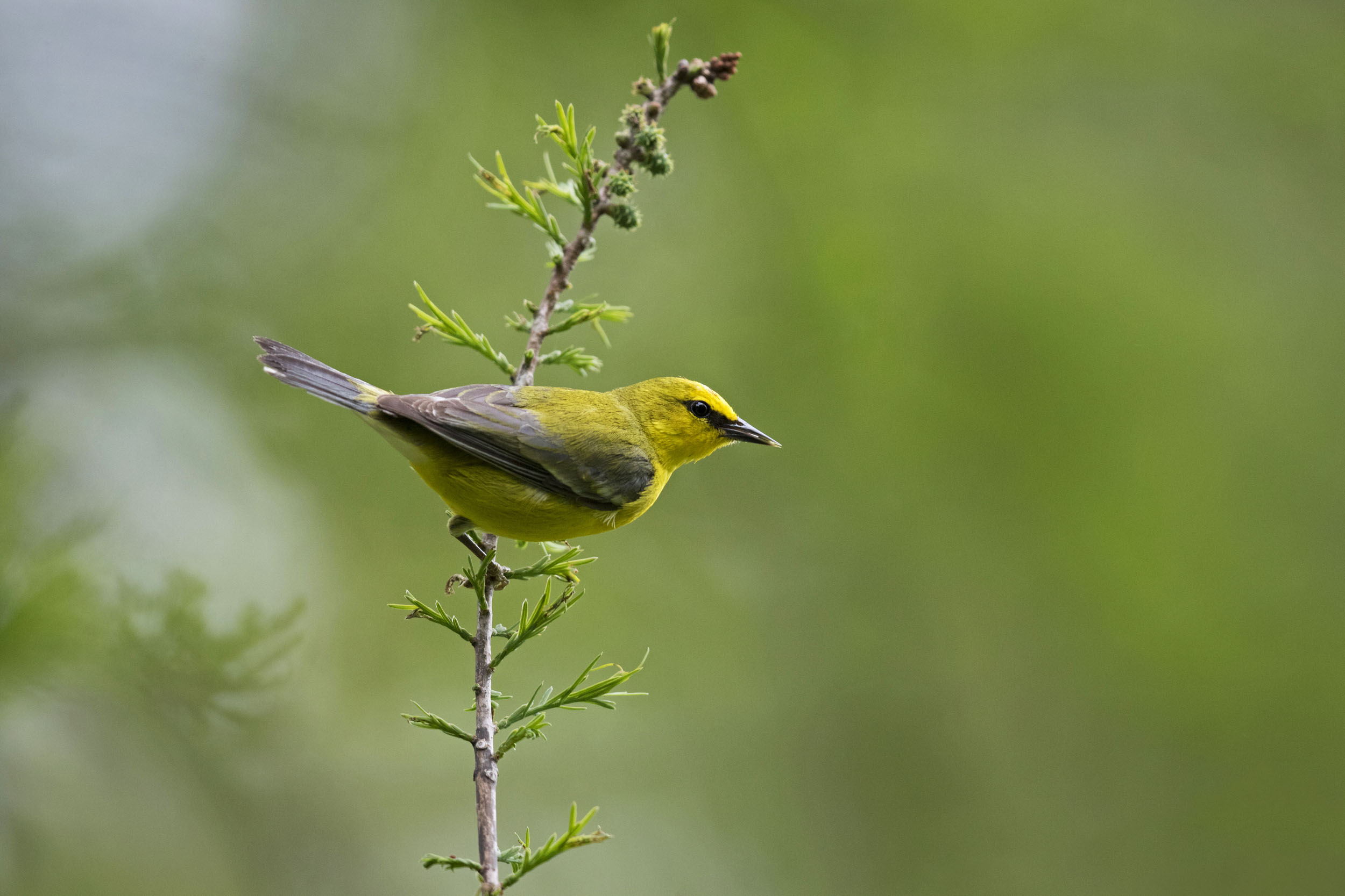 Almost all eastern warbler species have been documented in Riverside Park, including frequent visitors during migration such as the Blue-winged Warbler. Photo: François Portmann