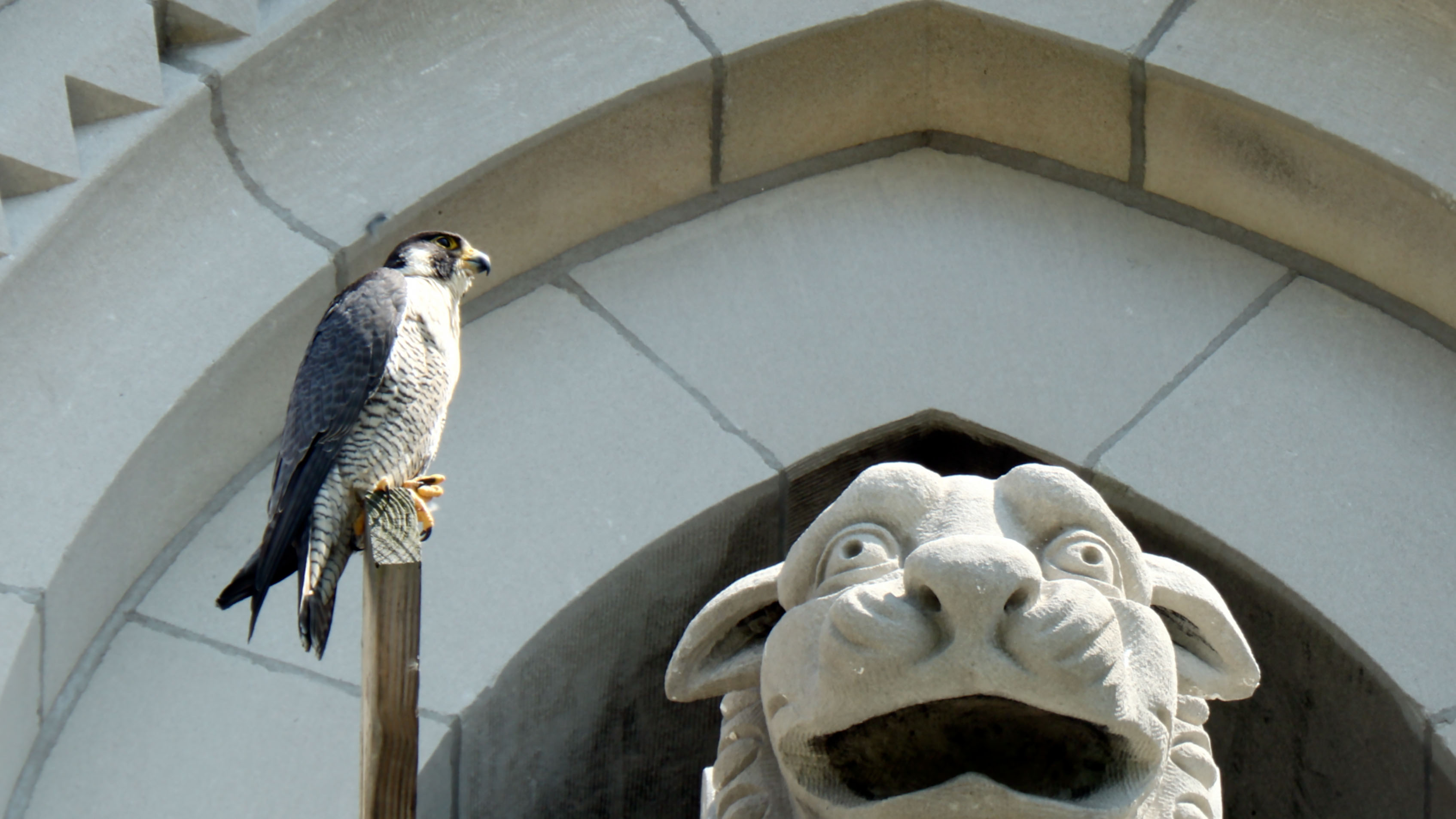 A Peregrine Falcon perched by its nest at Riverside Church. Photo: Bruce Yolton