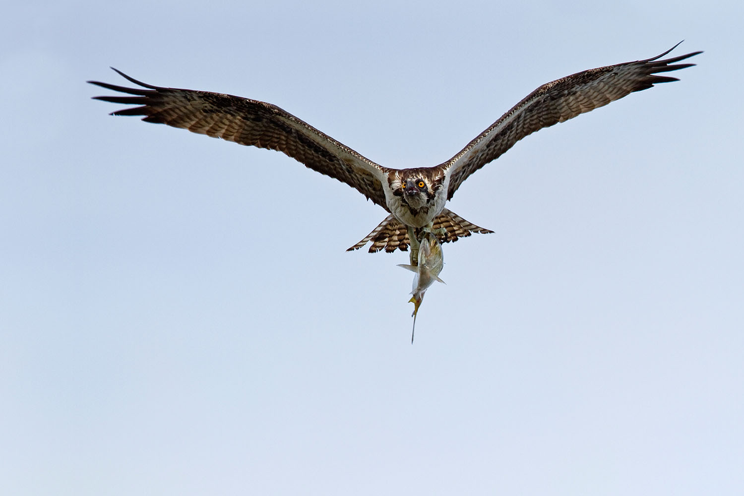 Osprey are seen in the Rockaways throughout the breeding season, and also migrate through in large numbers. Photo: François Portmann