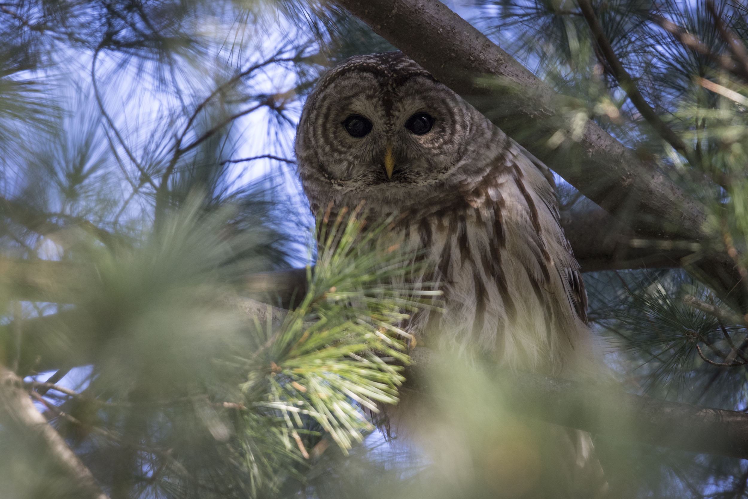 In the wintertime, Barred Owls sometimes roost in the evergreens of Fort Tryon Park.