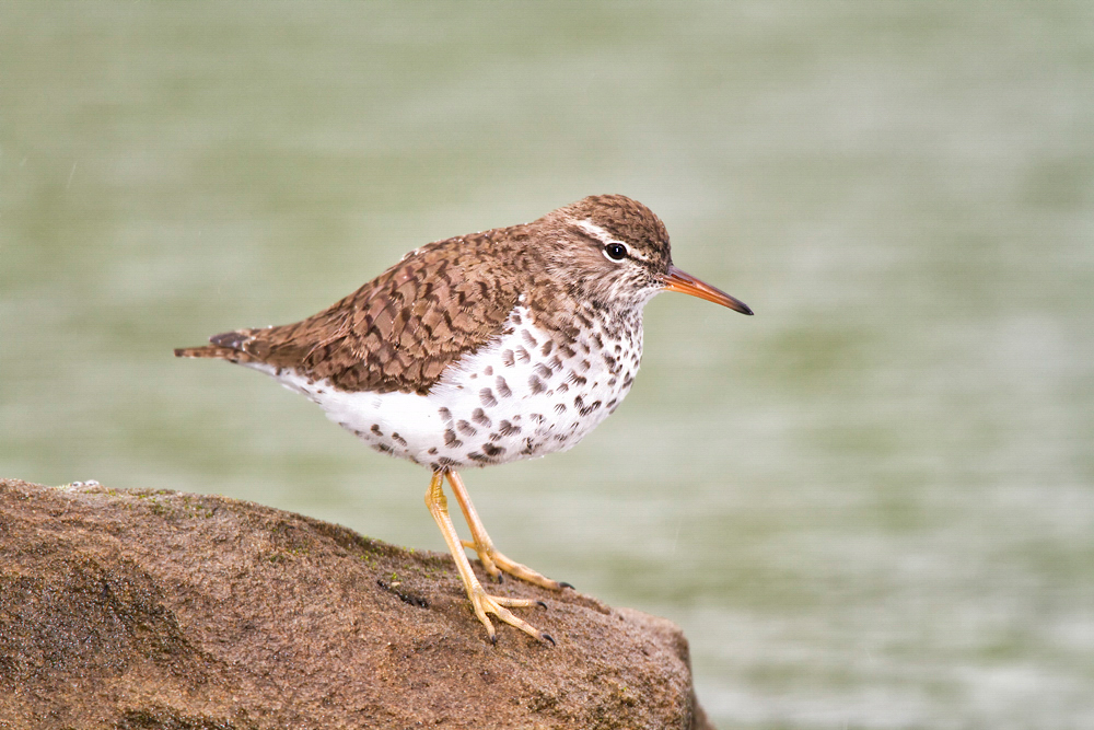 In spring and late summer through fall, check the rocky shoreline near the George Washington Bridge for Spotted Sandpiper. Photo: Charles McRae/Audubon Photography Awards