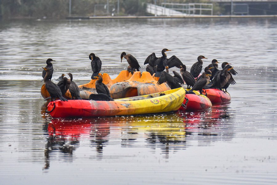 Double-crested Cormorants find a resting place in Meadow Lake. Photo: Gigi Altarejos