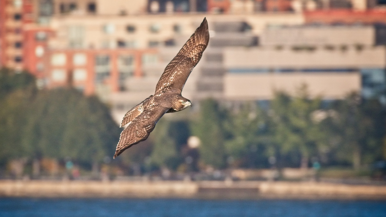 Red-tailed Hawk on Governors Island. Photo: <a href=\"http://www.gogginphotography.com/\" target=\"_blank\">Laura Goggin</a>