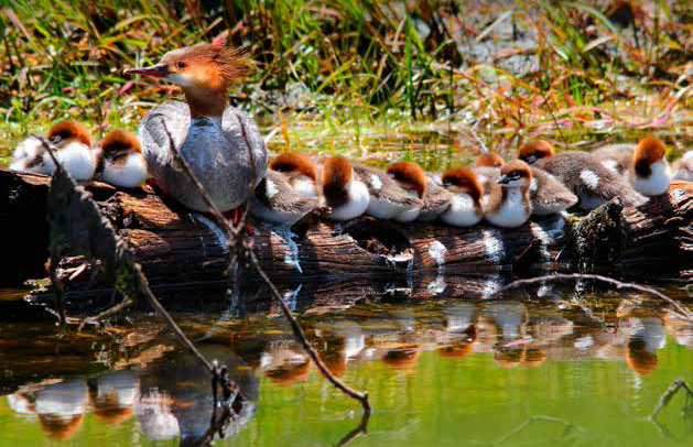 Common Mergansers are known to shepherd the offspring of other Common Mergansers, from page 167 of Bird Love. Photo: Jody Ann
