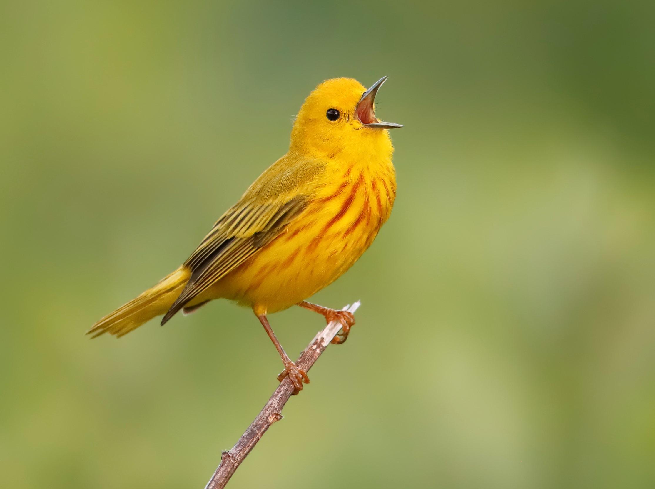 The \"sweet-sweet-I`m-so-sweet\" song of the Yellow Warbler can be heard in Heritage Park. Photo: <a href=\"https://www.flickr.com/photos/120553232@N02/\" target=\"_blank\" >Isaac Grant</a>