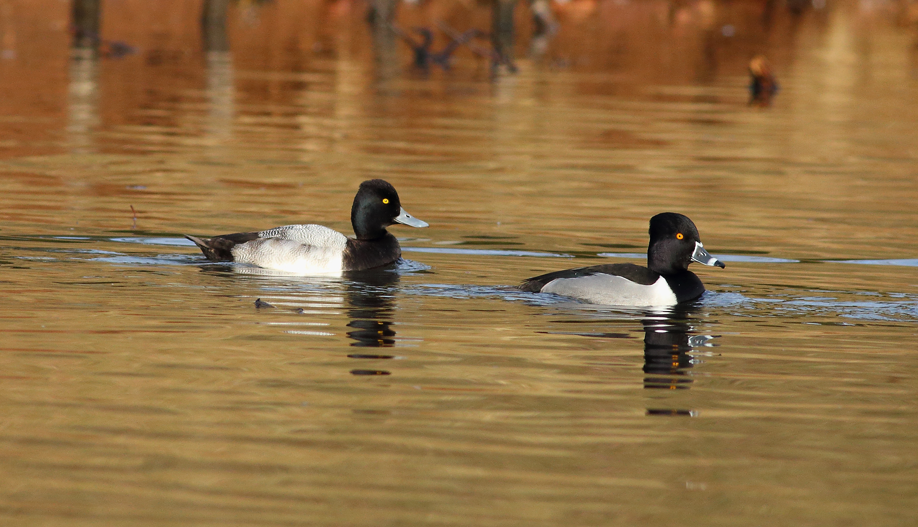 A Lesser Scaup on the trail of a Ring-necked Duck in Moravian Cemetery. Photo: Isaac Grant