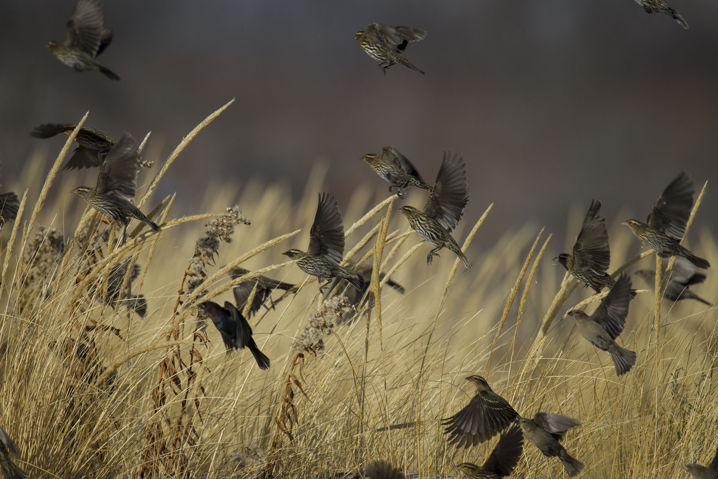 A flock of Red-winged Blackbirds. Photo: François Portmann