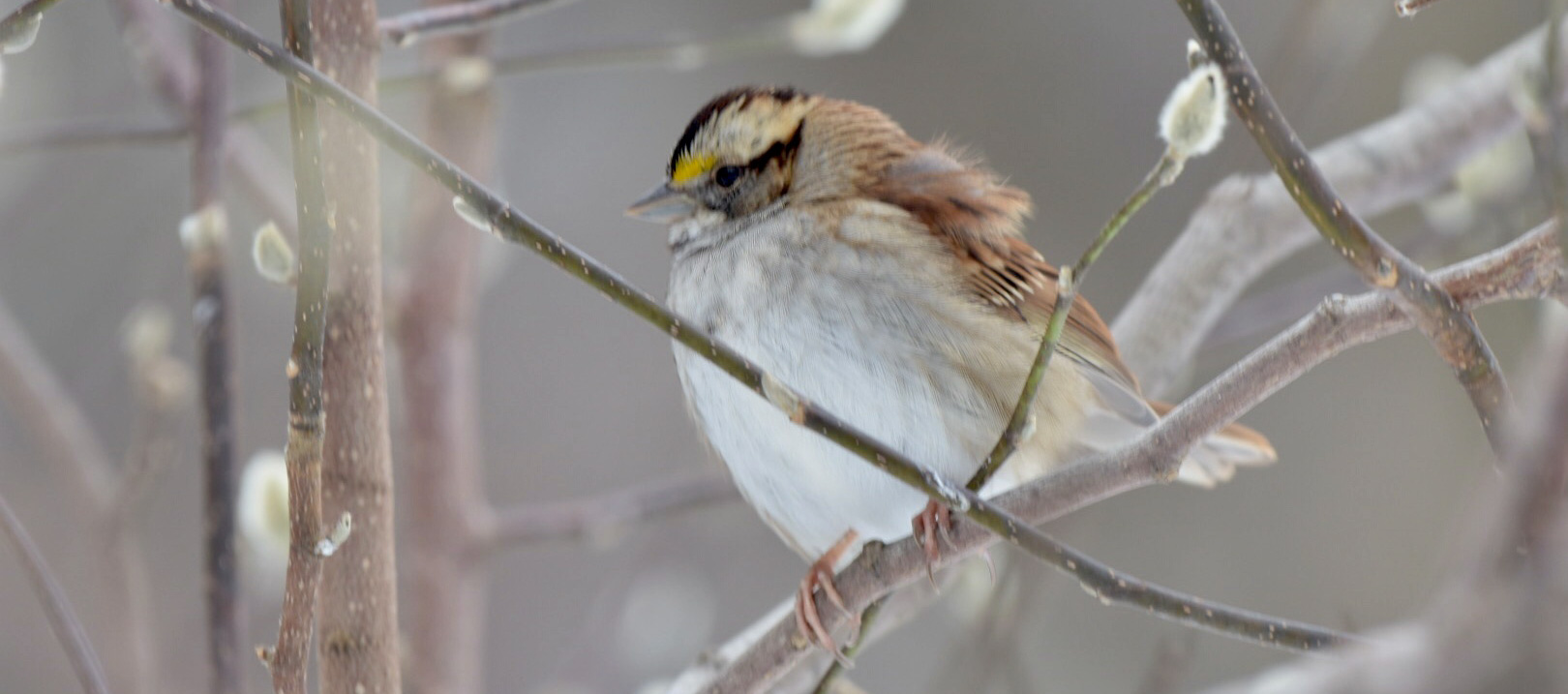 This White-throated Sparrow was one of 828 recorded at the Central Park Audubon Christmas Bird Count. Photo: NYC Audubon