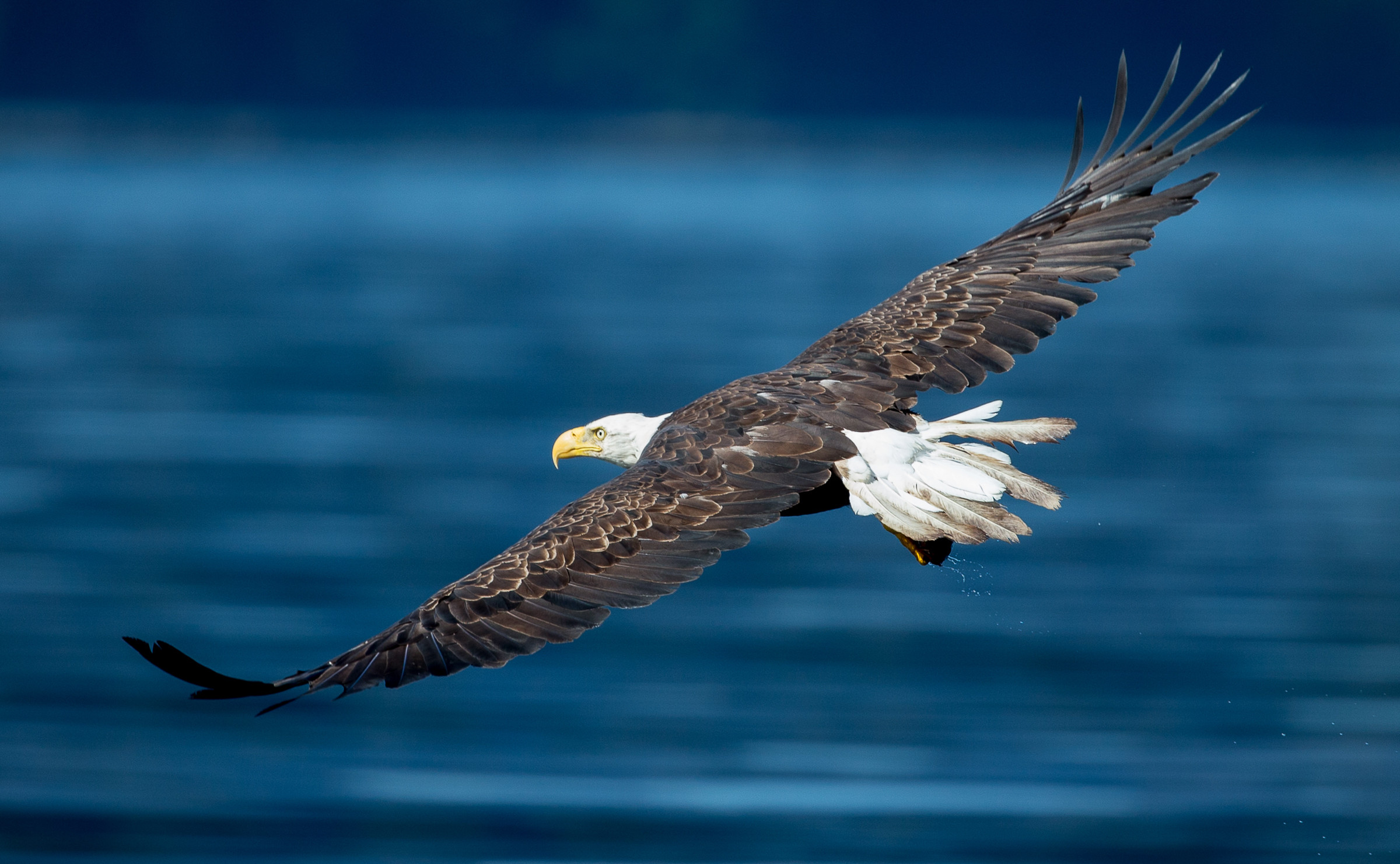 Look for Bald Eagles from the Dyckman Street Pier; though not a sure thing, the massive raptors are sometimes seen here, particluarly in the wintertime. Photo: Ted Lefkovits/Audubon Photography Awards