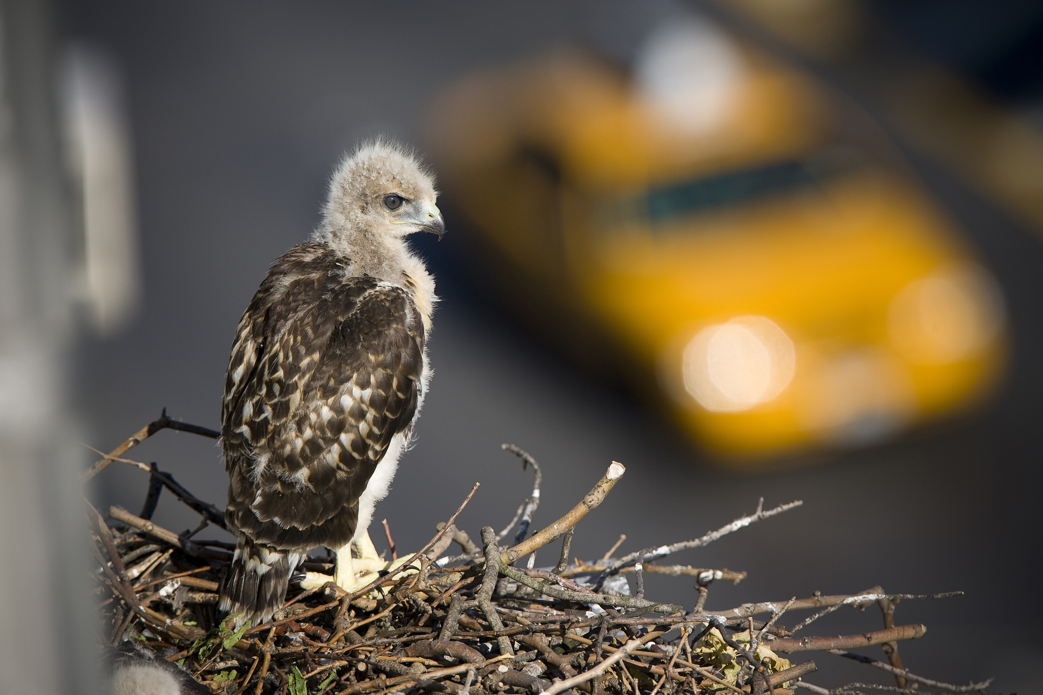 Red-tailed Hawk Chick in New York City. Photo: <a href=\"http://www.fotoportmann.com/\" target=\"_blank\" >François Portmann</a>