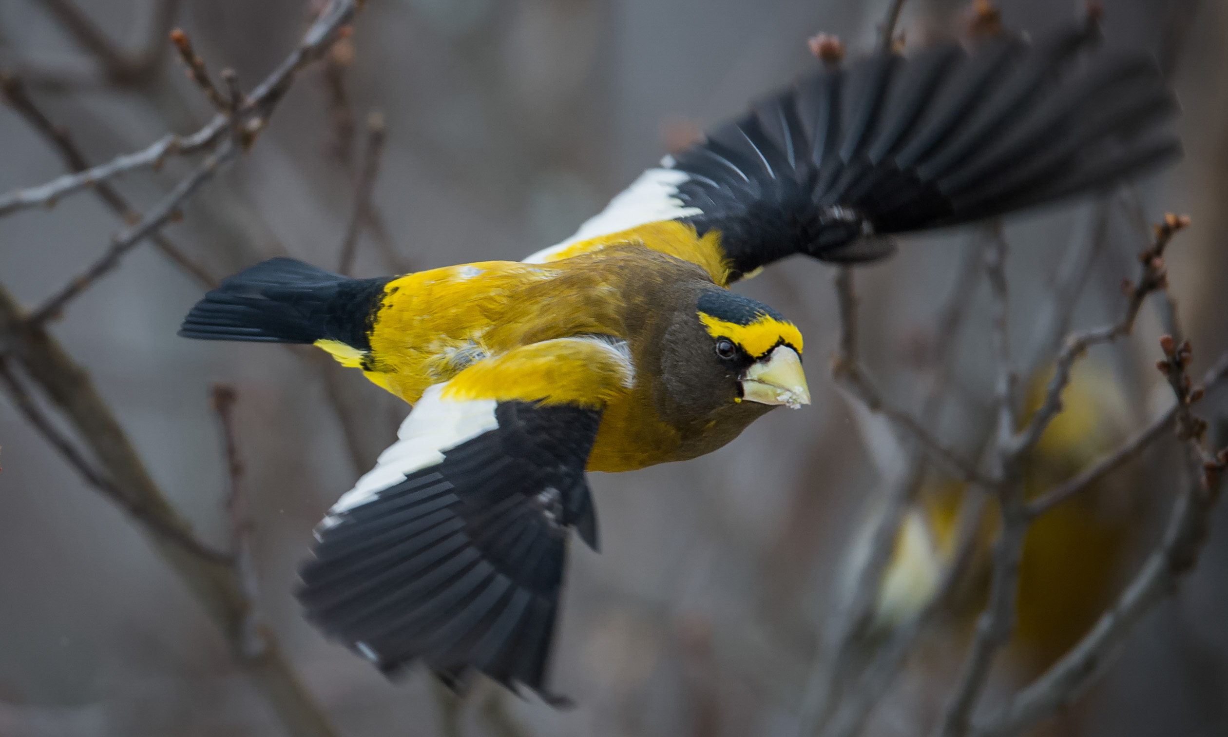 Christmas Bird Counters are always on the lookout for northern species like the Evening Grosbeak. Christmas Bird Count records of such species allow conservation scientists to document changes in their populations over time. Photo: Bea Binka