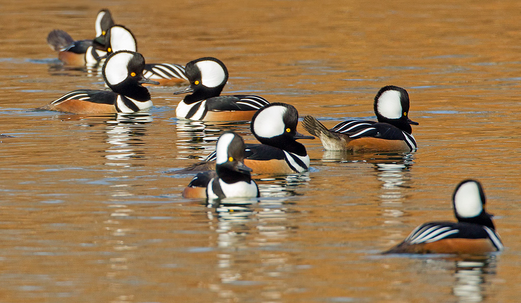 Hooded Mergansers are usually found in at least one of the City’s boroughs during the Audubon Christmas Bird Count. Photo: <a href=\"https://pbase.com/btblue\" target=_blank\">Lloyd Spitalnik</a>