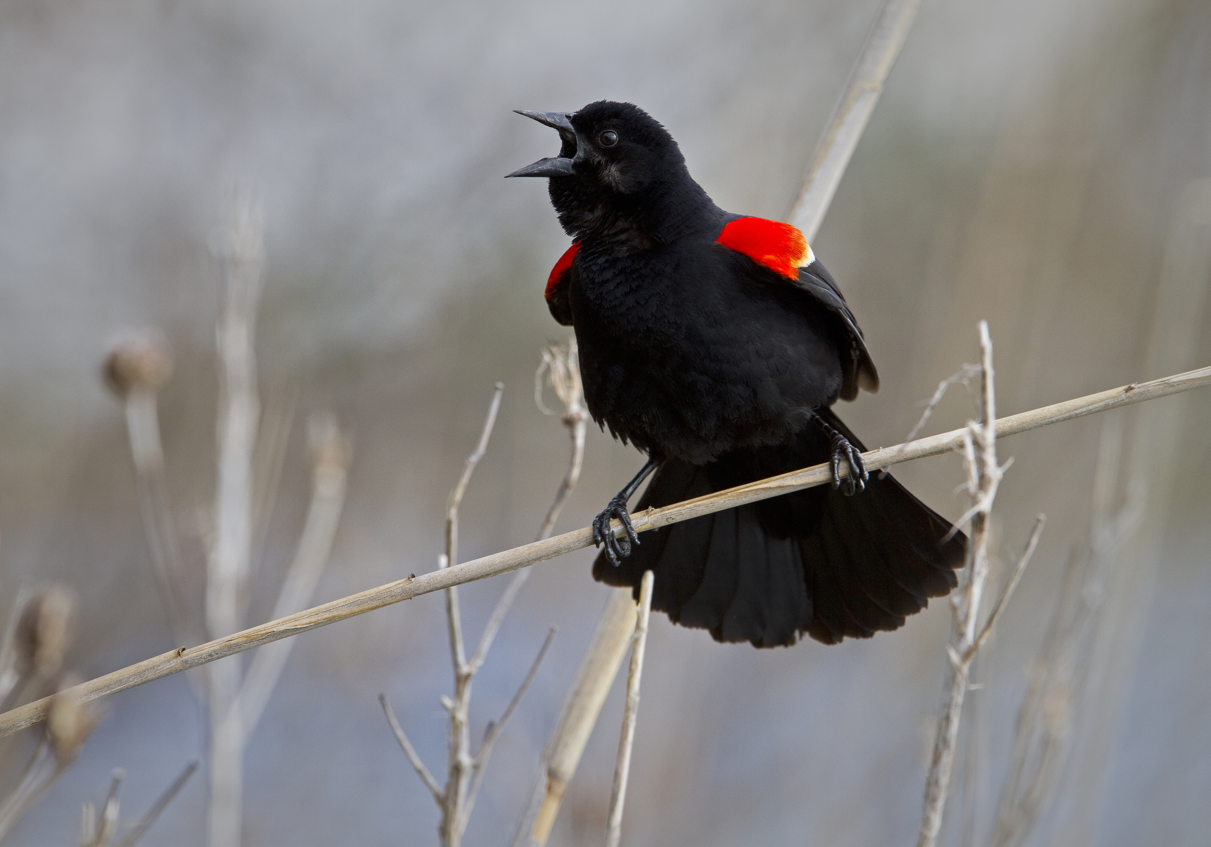 The \"Okaree!\" song of the Red-winged Blackbird is heard around Willow Lake during nesting season. Photo: François Portmann