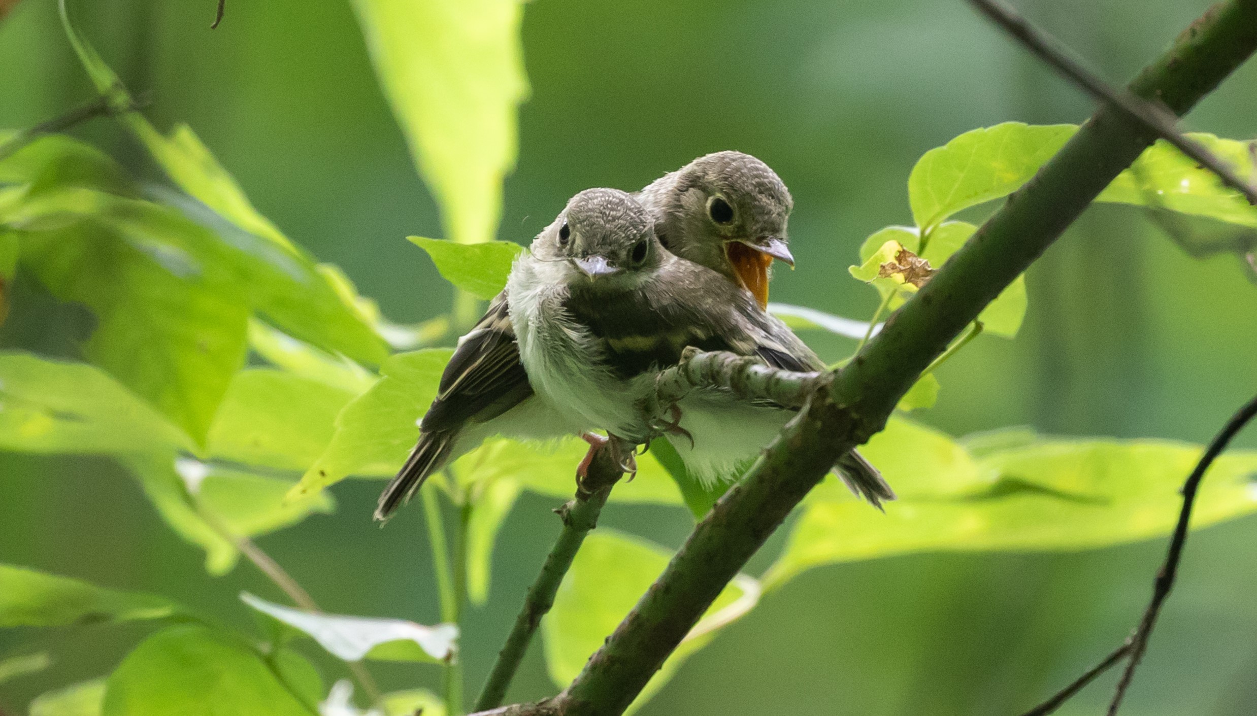 Acadian Flycatcher fledglings photographed in Prospect Park, Brooklyn, in 2020. Photo: Ryan F. Mandelbaum