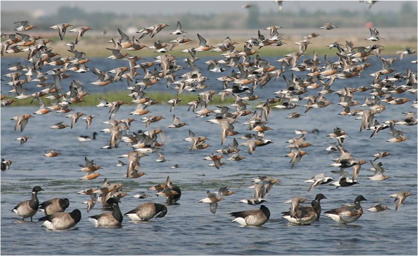 Red Knots swarm over Brant. Photo: Don Riepe
