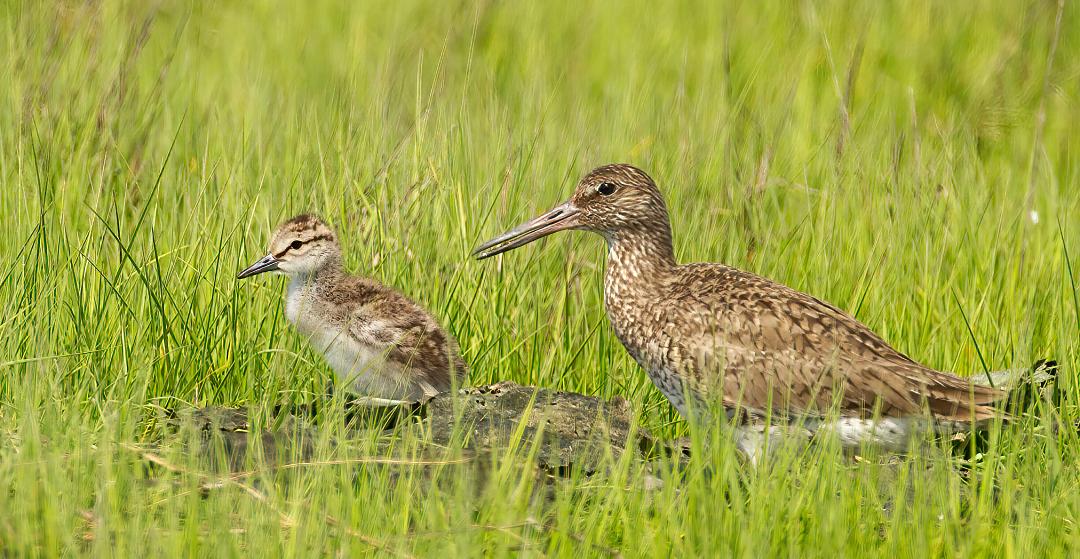 An adult Willet with a days-old chick. Willet chicks are “precocial and nidifugous,” meaning that at hatching they are covered with down, able to feed themselves, and able to leave the nest. Photo: <a href=\"https://pbase.com/btblue\" target=\"_blank\">Lloyd Spitalnik</a>