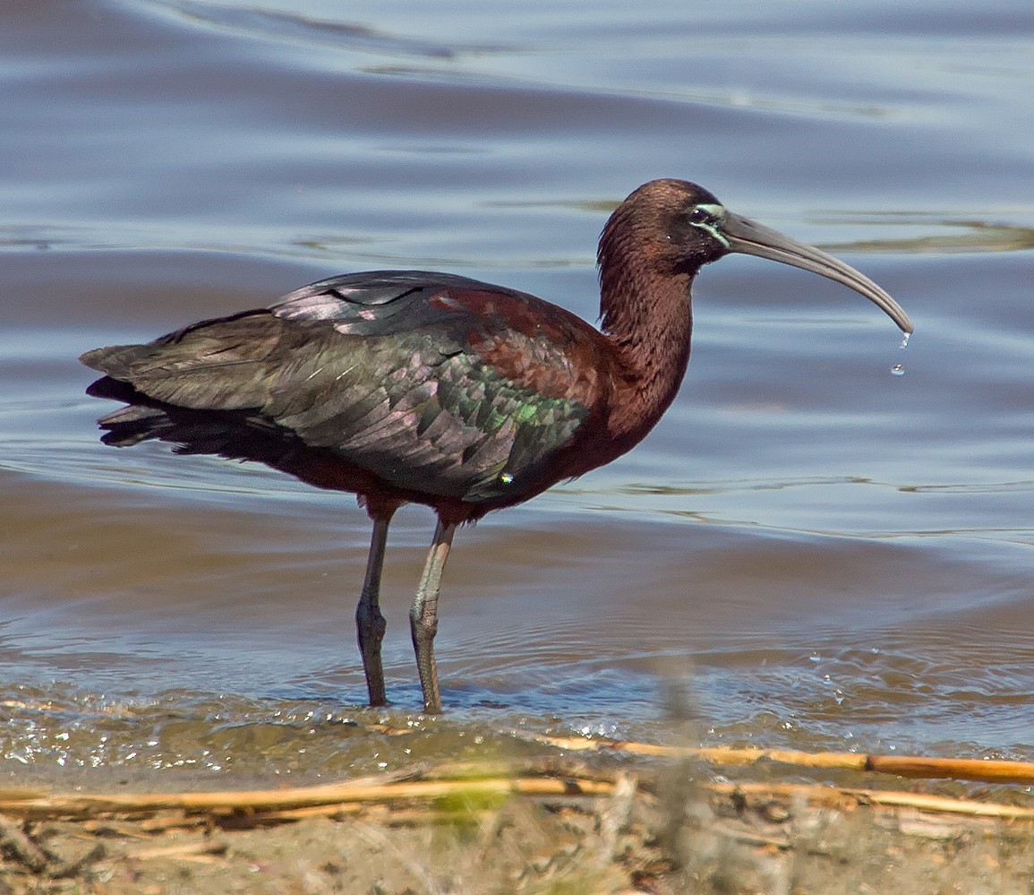 Glossy Ibis, which nest on nearby Subway Island, forage at Dubos Point. Photo: Lloyd Spitalnik