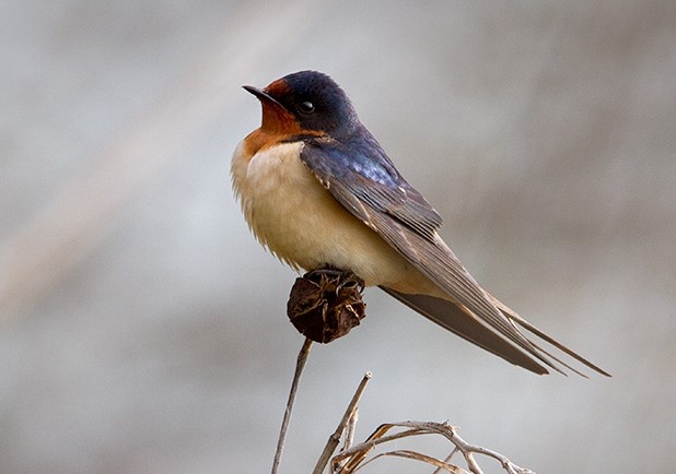 Barn Swallows, as well as Tree and Rough-winged Swallows, come to forage over Sherman Creek in the summertime. Photo: François Portmann