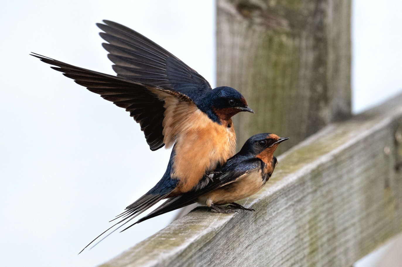 Barn Swallows follow their instincts in Rockaway Community Park. Photo; Donna L. Schulman