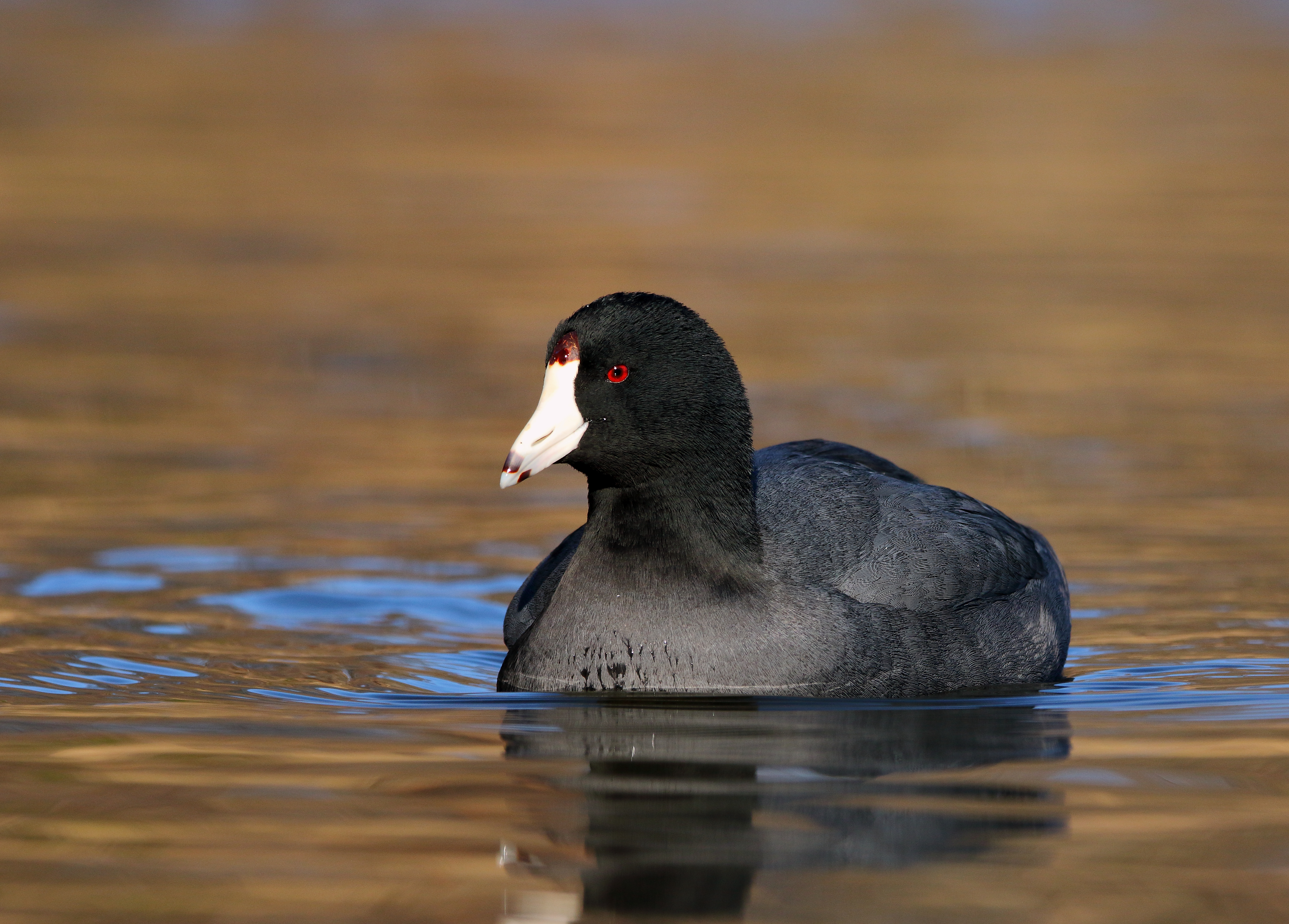 The handsome American Coot is a frequent visitor to Silver Lake Park, mid-fall through mid-spring. Photo: <a href=\"https://www.flickr.com/photos/120553232@N02/\" target=\"_blank\" >Isaac Grant</a>