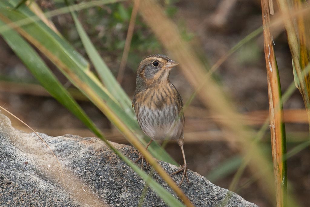 Randall’s Island has become known as a likely spot to find unusual migrants like this Nelson’s Sparrow. Photo: Anders Peltomaa/CC BY-NC-ND 2.0