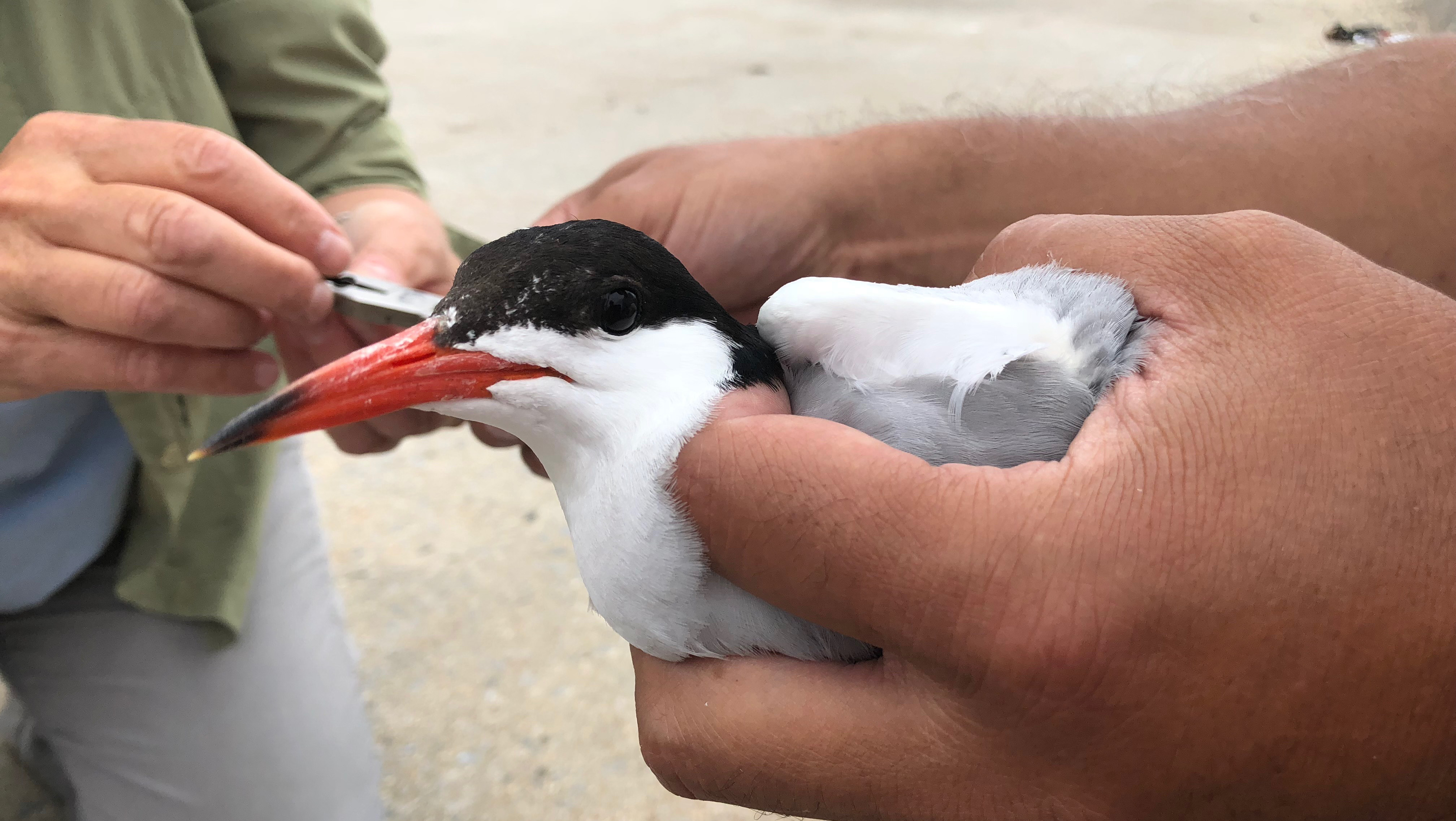 A Common Tern is measured before being fit with a geolocator tag. Common Terns are listed as Threatened in New York State. Photo: NYC Audubon
