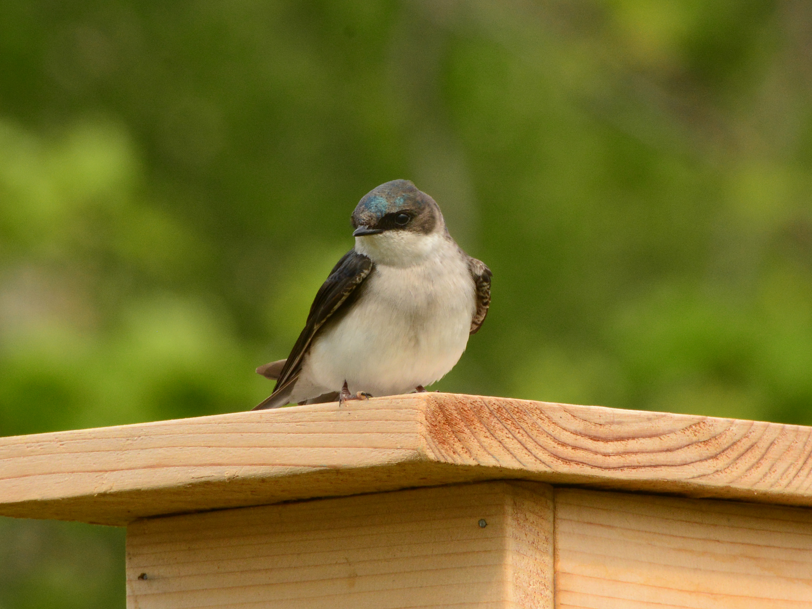￼Tree Swallows breed in nest boxes on Randall’s Island. Photo: Robert/CC BY-NC-ND 2.0