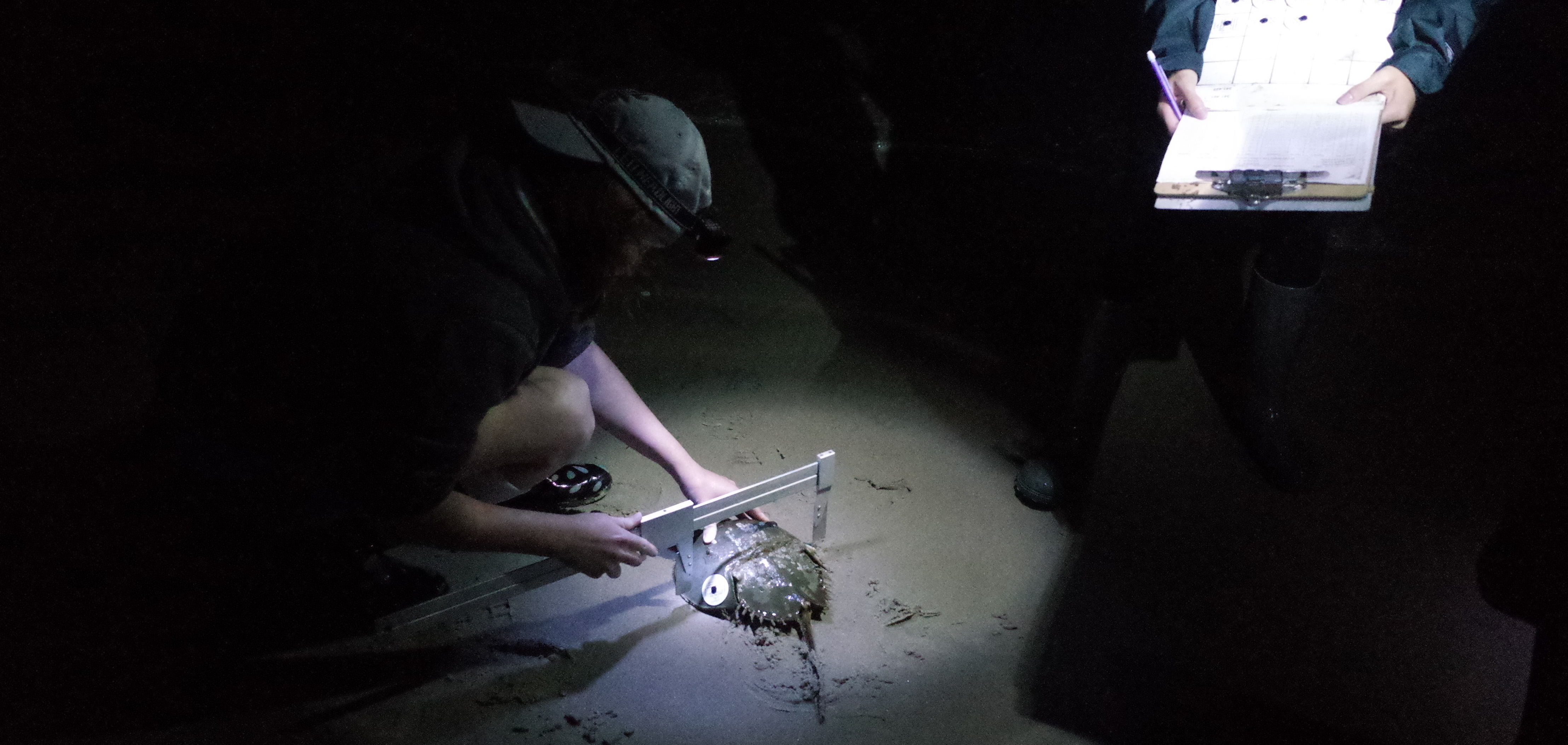 Volunteers tag and measure spawning Atlantic Horseshoe Crabs at Plumb Beach, Brooklyn. Photo: Akiko Togami
