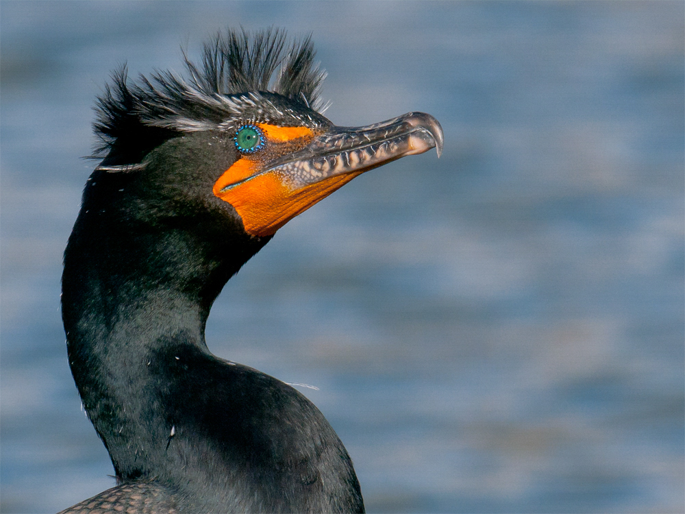 Double-crested Cormorants nest on nearby Mill Rock and U Thant Islands; if you get a chance during the spring breeding season, look at one up close. Photo: Eric Stogner/Audubon Photography Awards