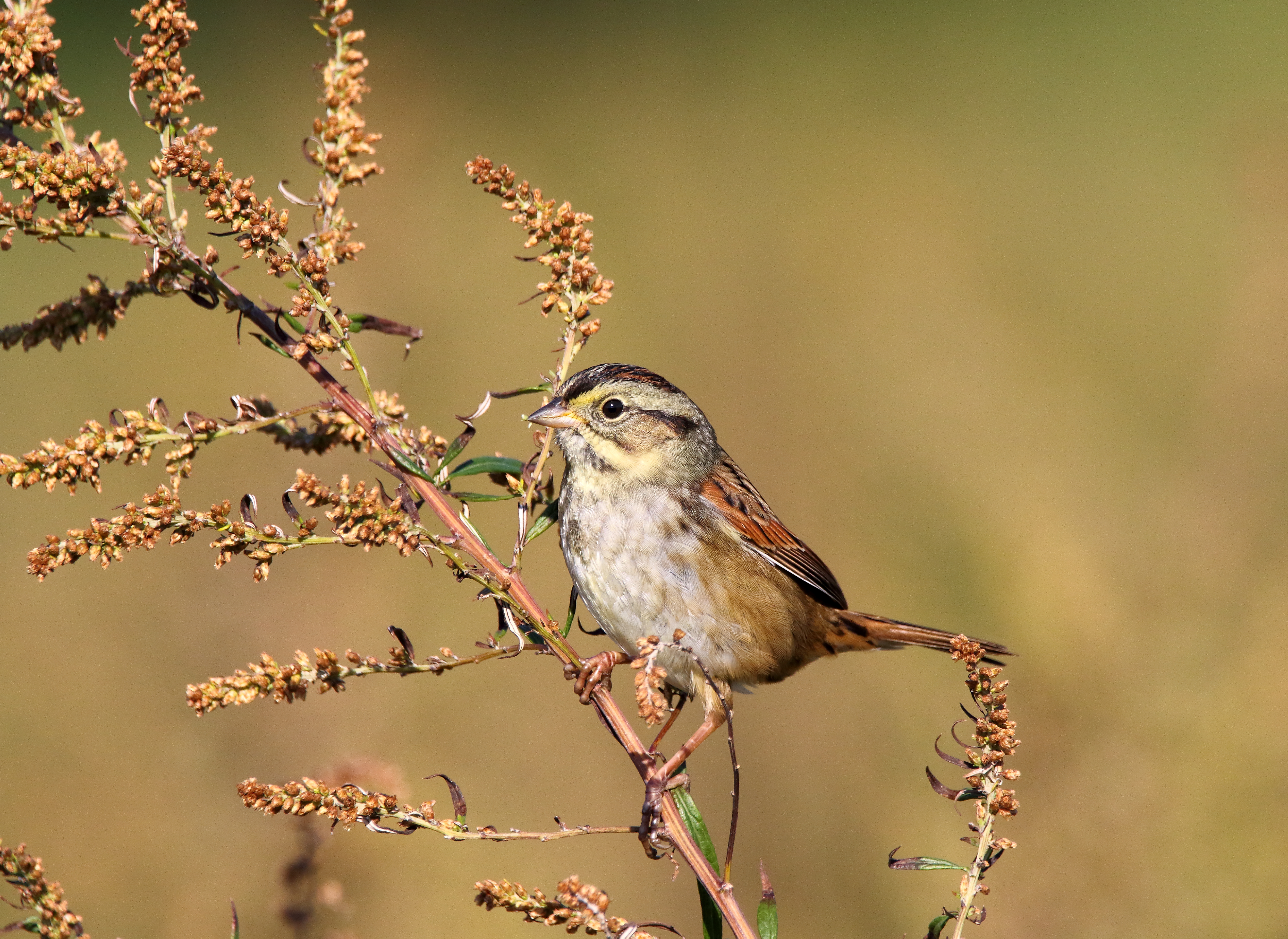 The contrasting warm buff and cool gray of the Swamp Sparrow make it stand out from the sparrow crowd. Photo: <a href=\"https://www.flickr.com/photos/120553232@N02/\" target=\"_blank\" >Isaac Grant</a>