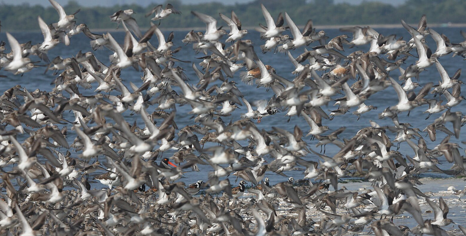 Shorebirds visit Jamaica Bay in great numbers in both spring and late summer. Here Red Knots, Semipalmated Sandpipers, Ruddy Turnstones, and American Oystercatchers feed amongst spawning Horseshoe Crabs. Photo: <a href=\"https://www.facebook.com/don.riepe.14\" target=\"_blank\">Don Riepe</a>