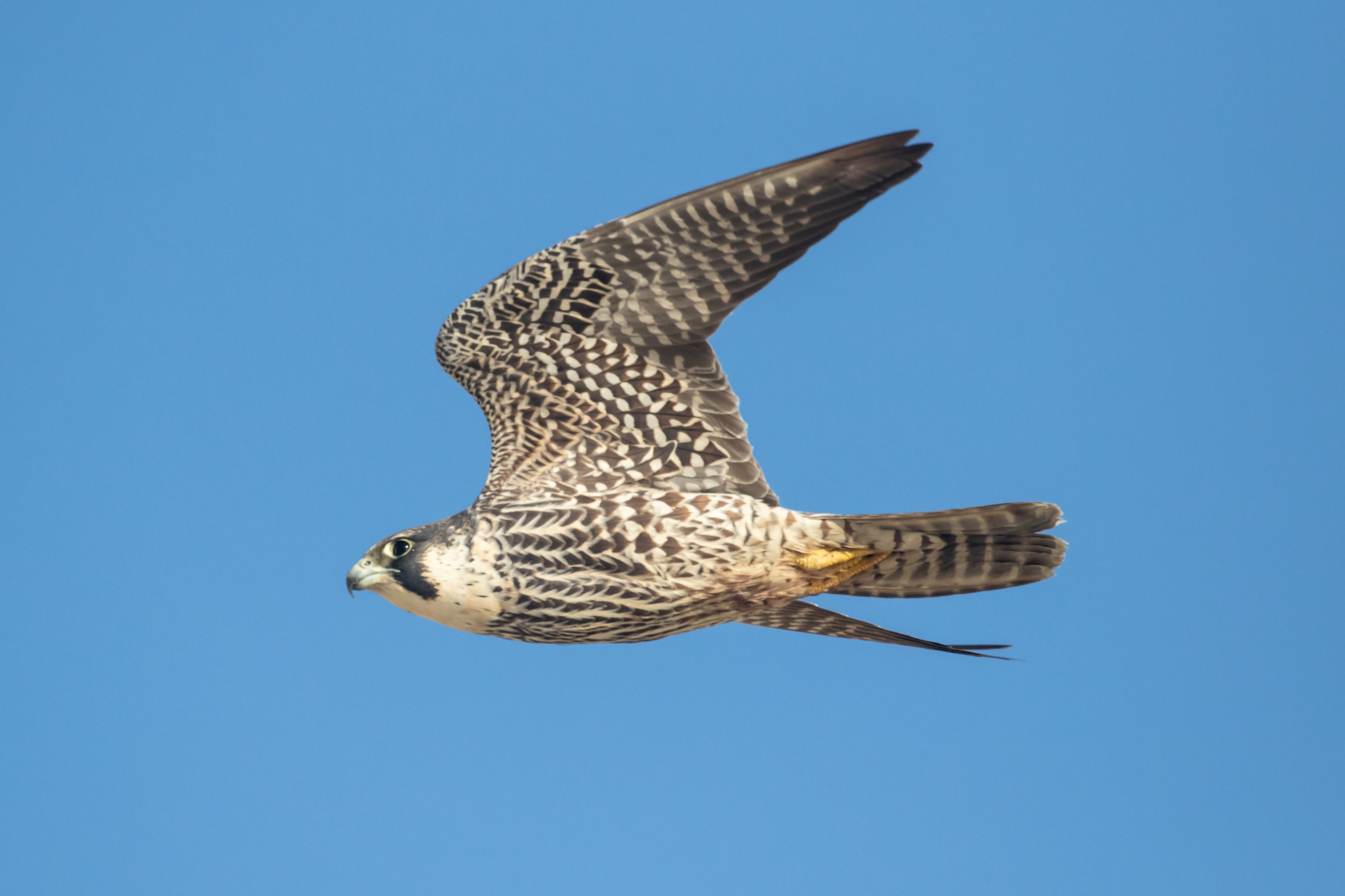 Peregrine Falcons (here, an immature bird) nest on the Verrazzano-Narrows Bridge. Photo: <a href=\"https://www.flickr.com/photos/144871758@N05/\" target=\"_blank\" >Ryan F. Mandelbaum</a>