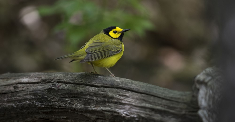 The Hooded Warbler is an exciting springtime find in New York City. Photo: <A HREF="https://www.fotoportmann.com/" target="_blank">François Portmann</a>