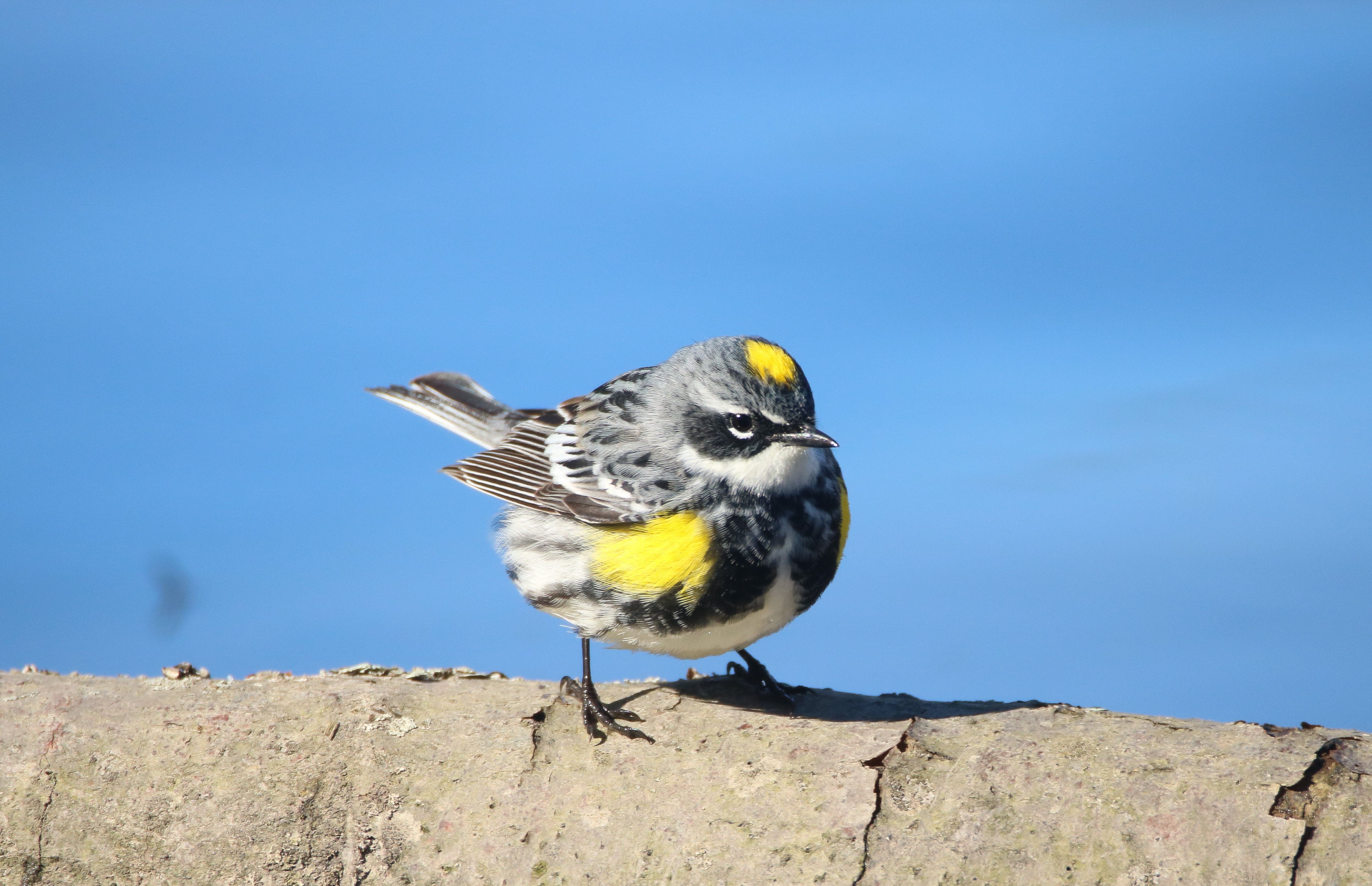 A beautiful spring male Yellow-rumped Warbler stops through Willowbrook Park. Photo: Dave Ostapiuk