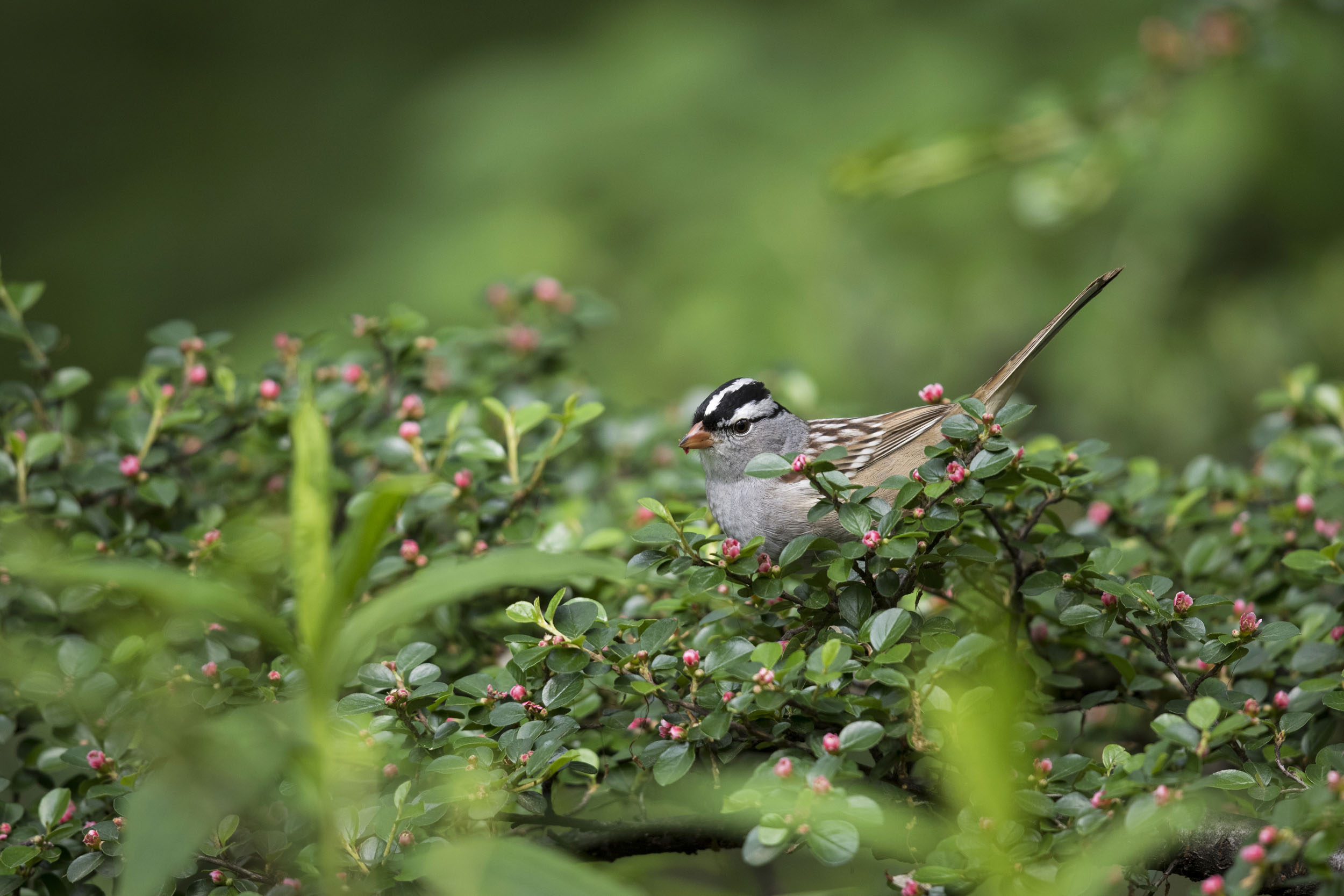 Check sparrow flocks for White-crowned Sparrow, fall through spring. Photo: François Portmann