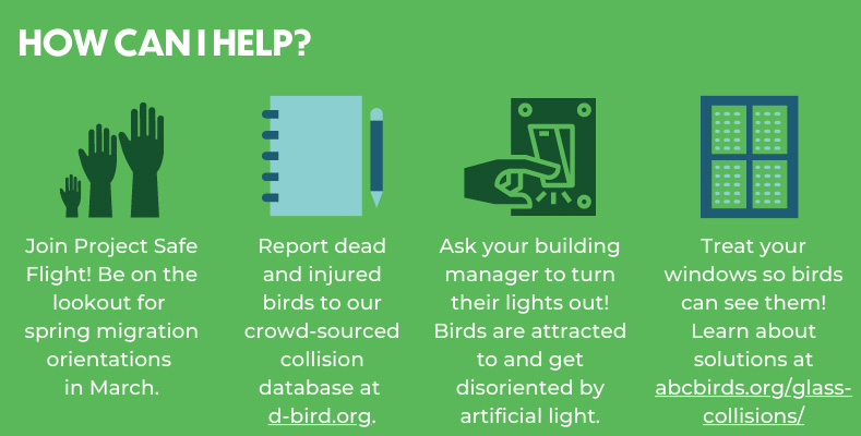 Four ways you can help prevent bird collisions. Chart: NYC Audubon