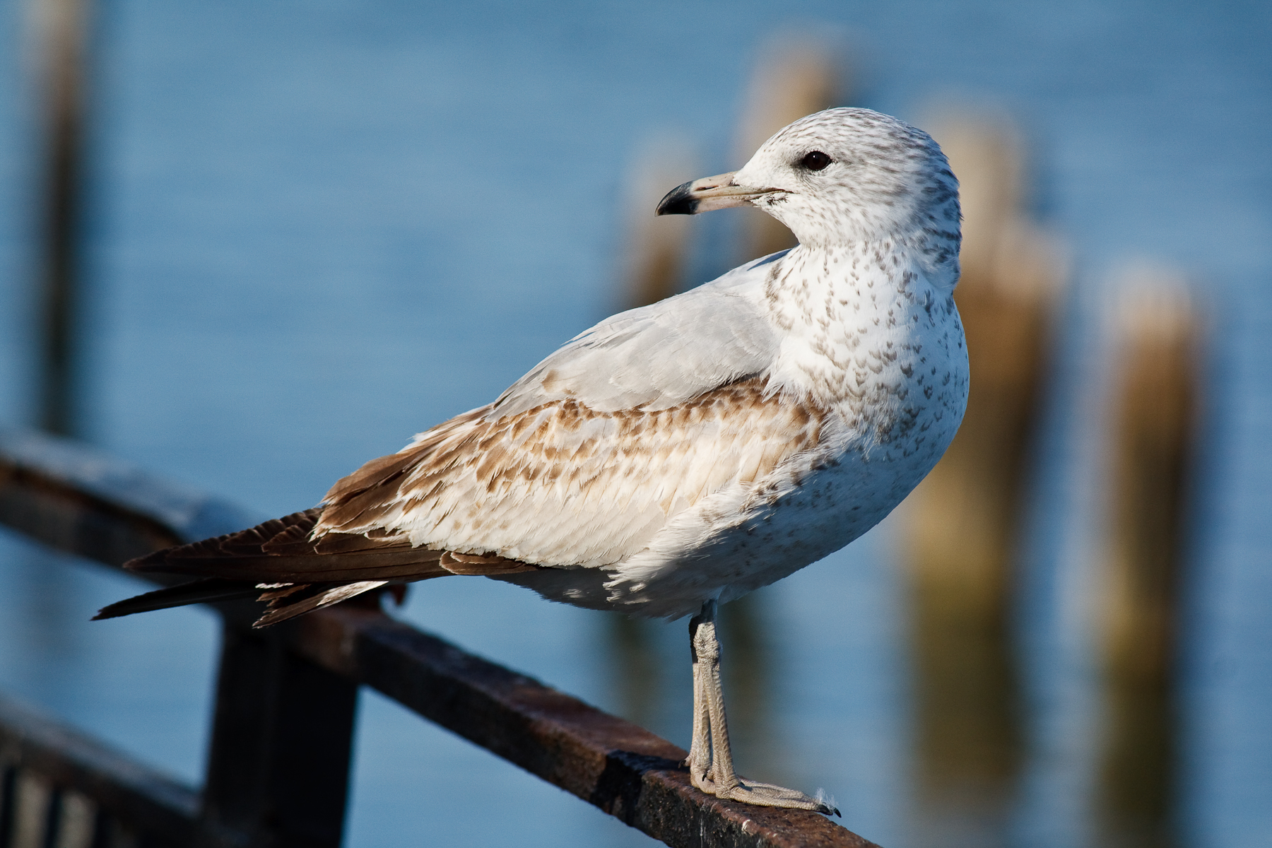 Ring-billed Gulls are a frequent winter visitor to Carl Schurz Park, but are sometimes joined by rarer species such as Bonaparte’s. Photo: Drew XXX/CC BY-NC 2.0