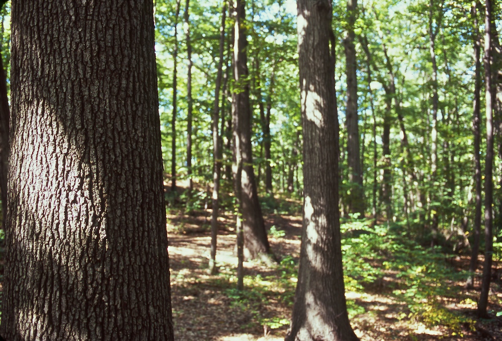 The woodlands of High Rock Park. Photo: Andy Cross/CC BY-NC 2.0