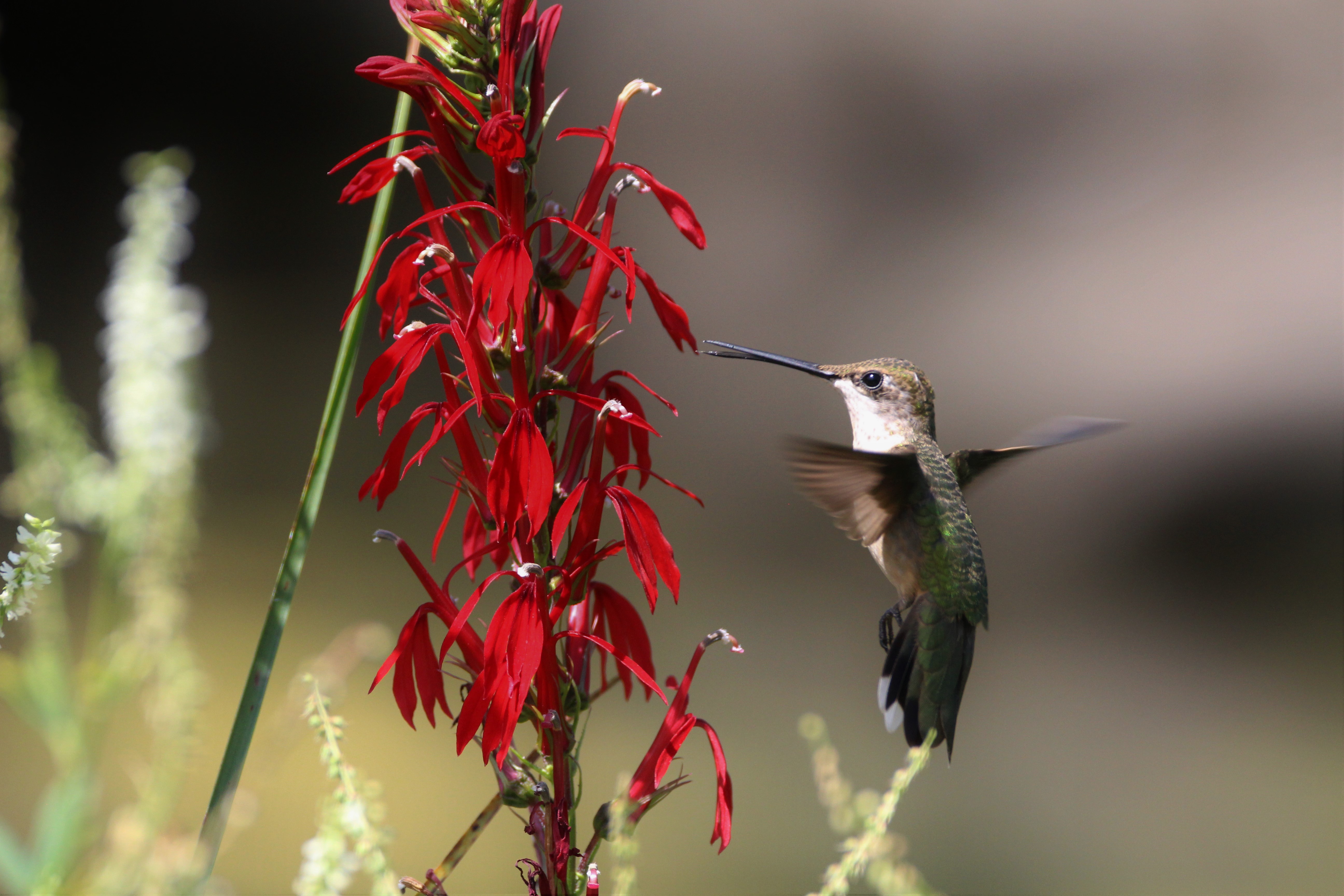 A Ruby-throated Hummingbird feeds on native Cardinal Flower at Snug Harbor. Photo: <a href=\"https://www.flickr.com/photos/89780664@N05/\" target=\"_blank\">Dave Ostapiuk</a>