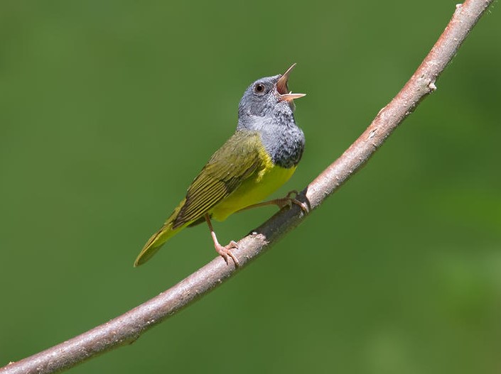 Check for Mourning Warbler in late spring in High Rock Park. Photo: David Speiser