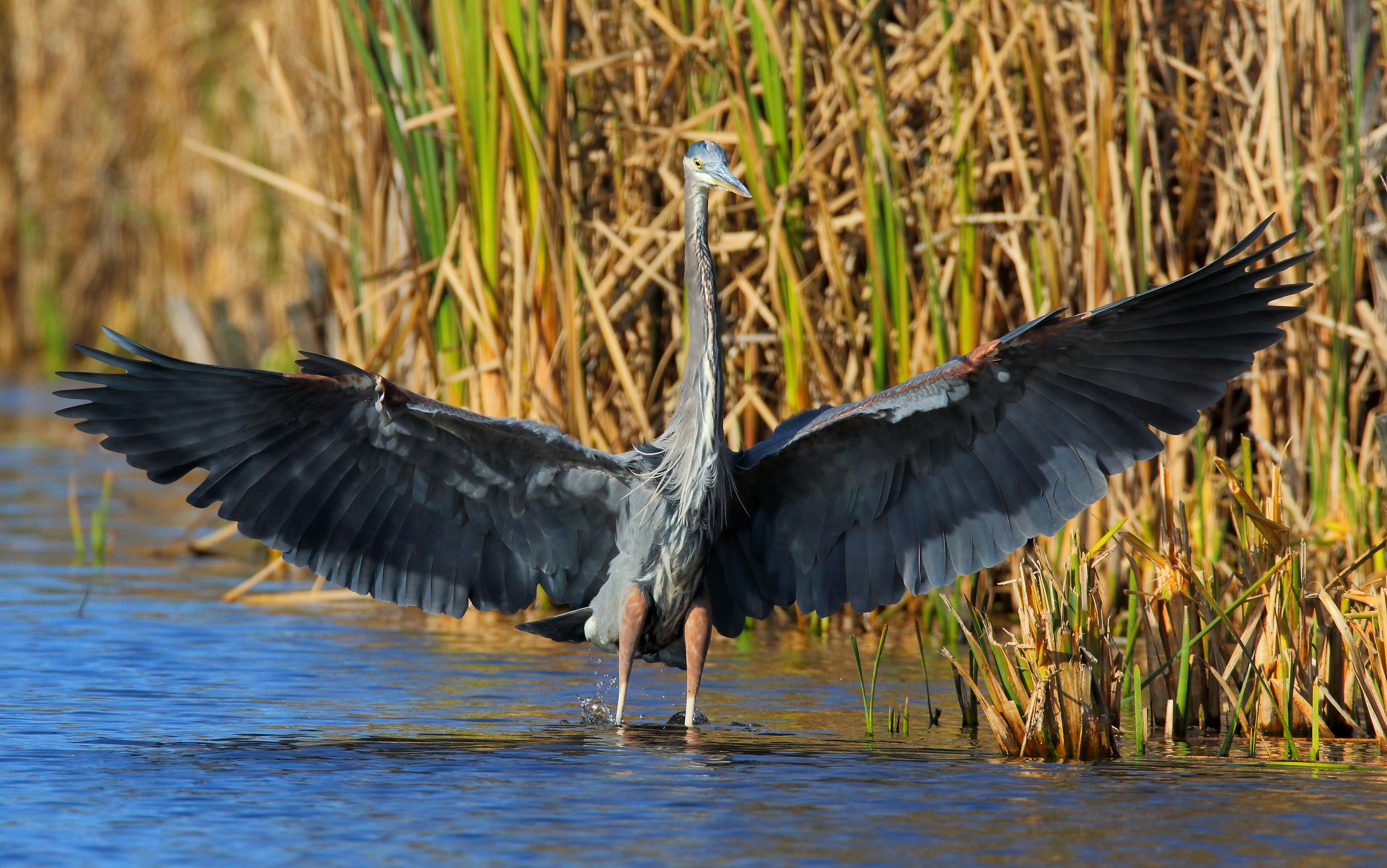 A Great Blue Heron in the Snug Harbor tidal pond. Photo: <a href=\"https://www.flickr.com/photos/120553232@N02/\" target=\"_blank\" >Isaac Grant</a>